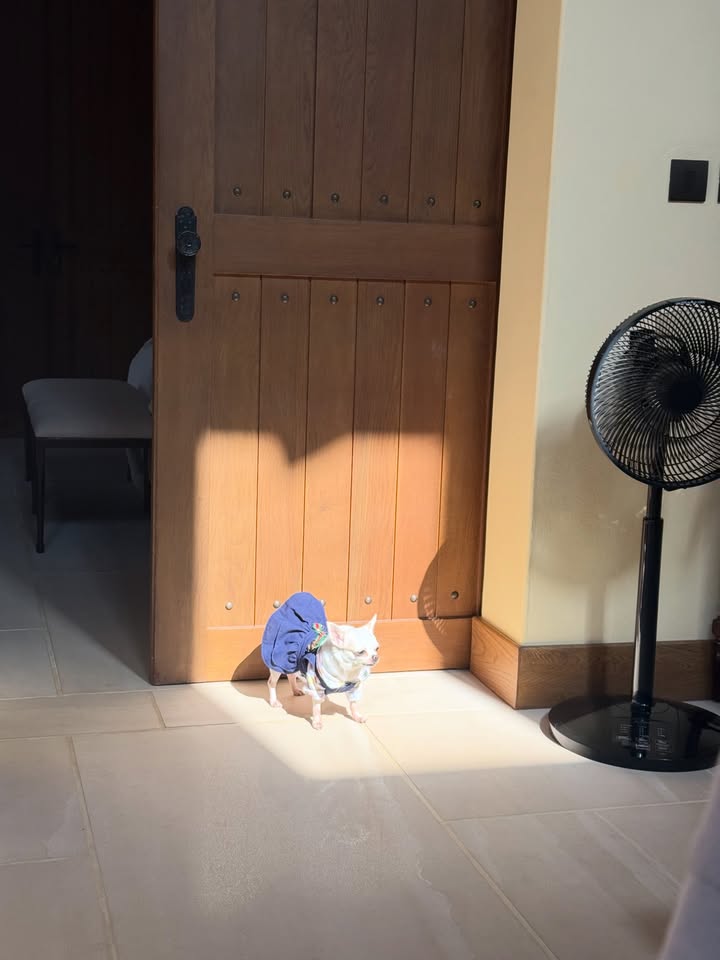 ไมค์ - ภัทรเดช สงวนความดี