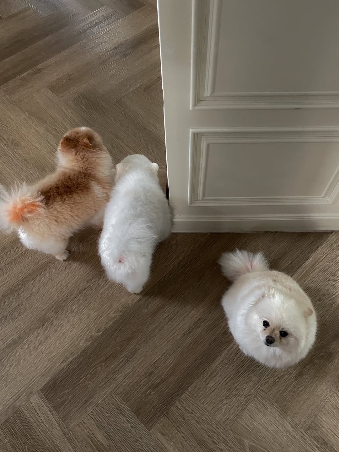 ไมค์ - ภัทรเดช สงวนความดี