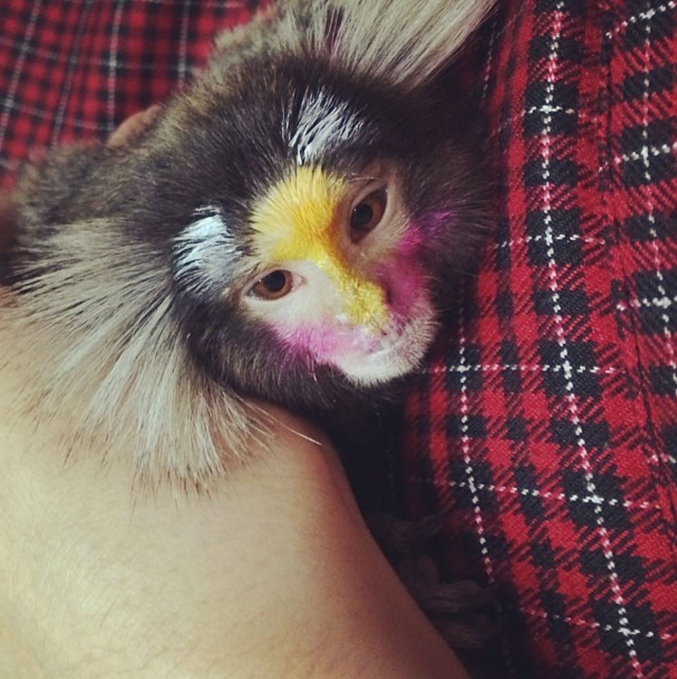 แก้มบุ๋ม - ปรียาดา สิทธาไชย