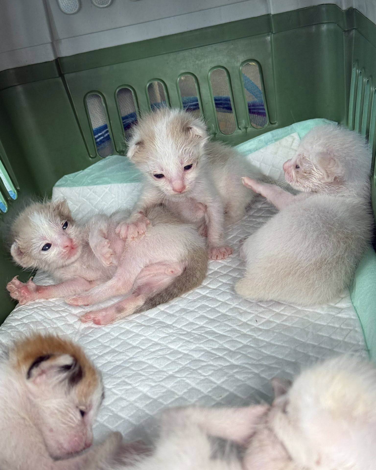 แก้มบุ๋ม - ปรียาดา สิทธาไชย