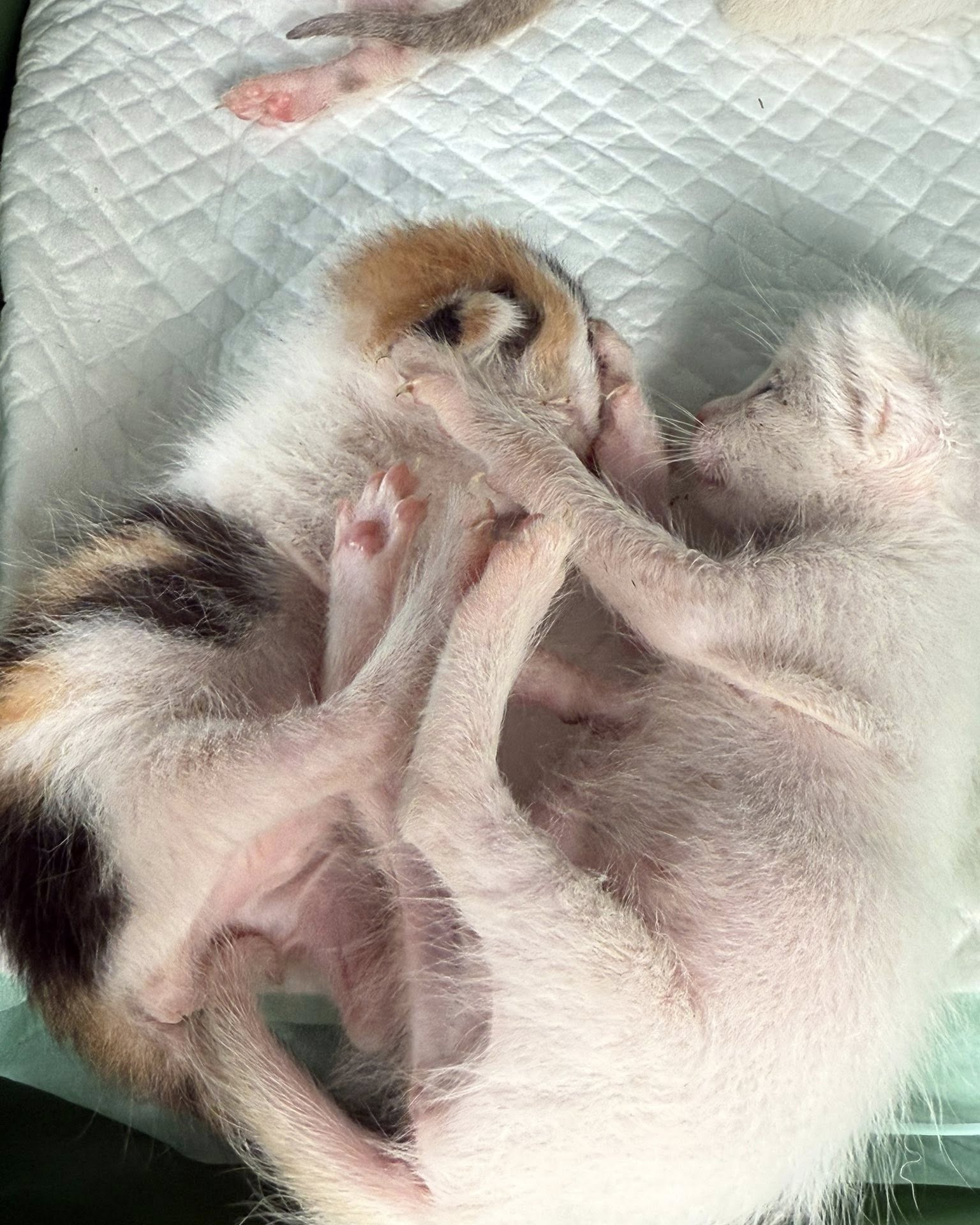 แก้มบุ๋ม - ปรียาดา สิทธาไชย