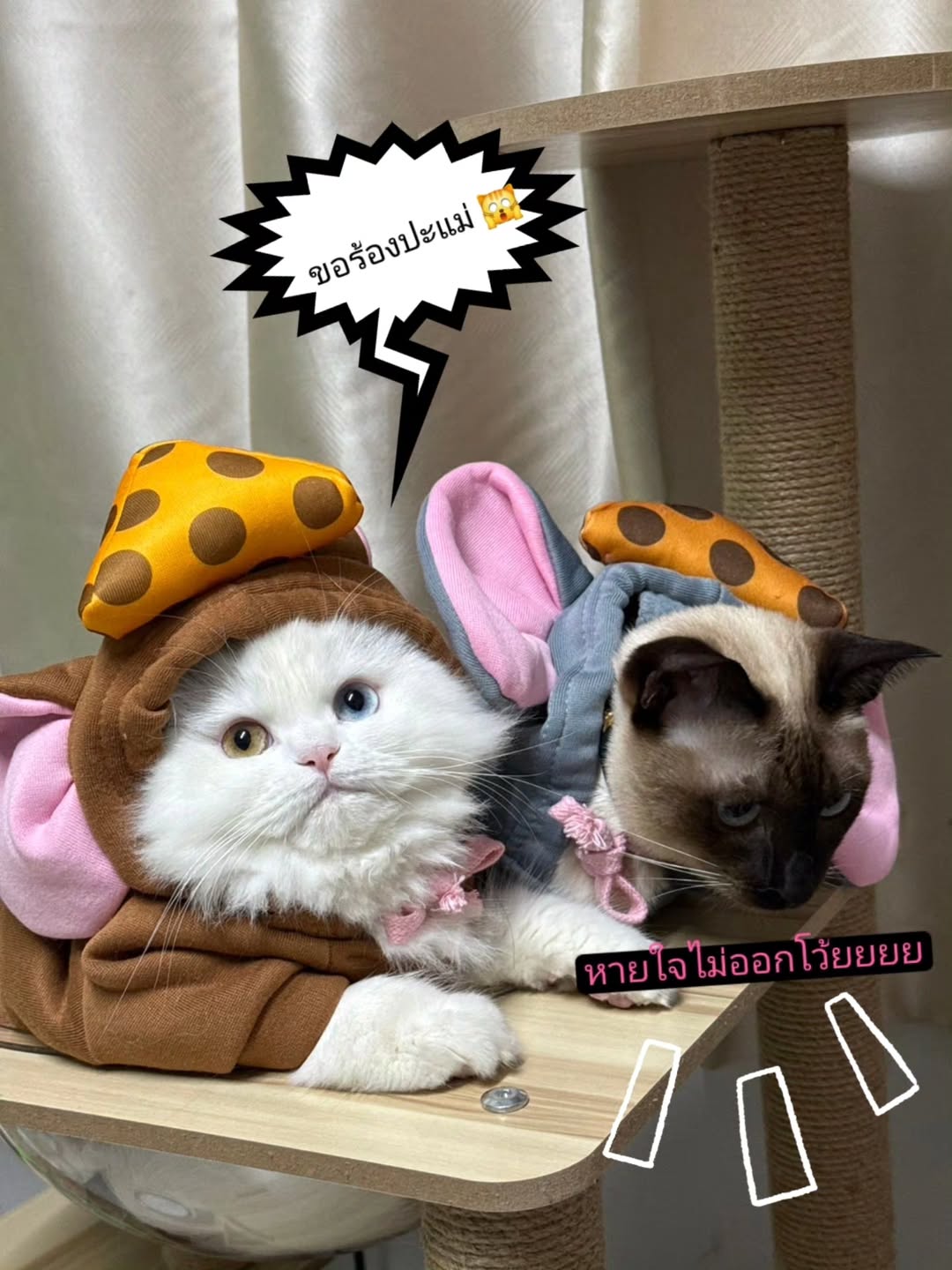 คริส หอวัง