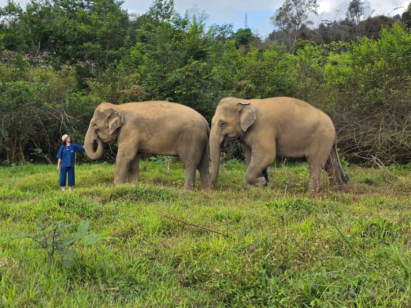 คริส หอวัง