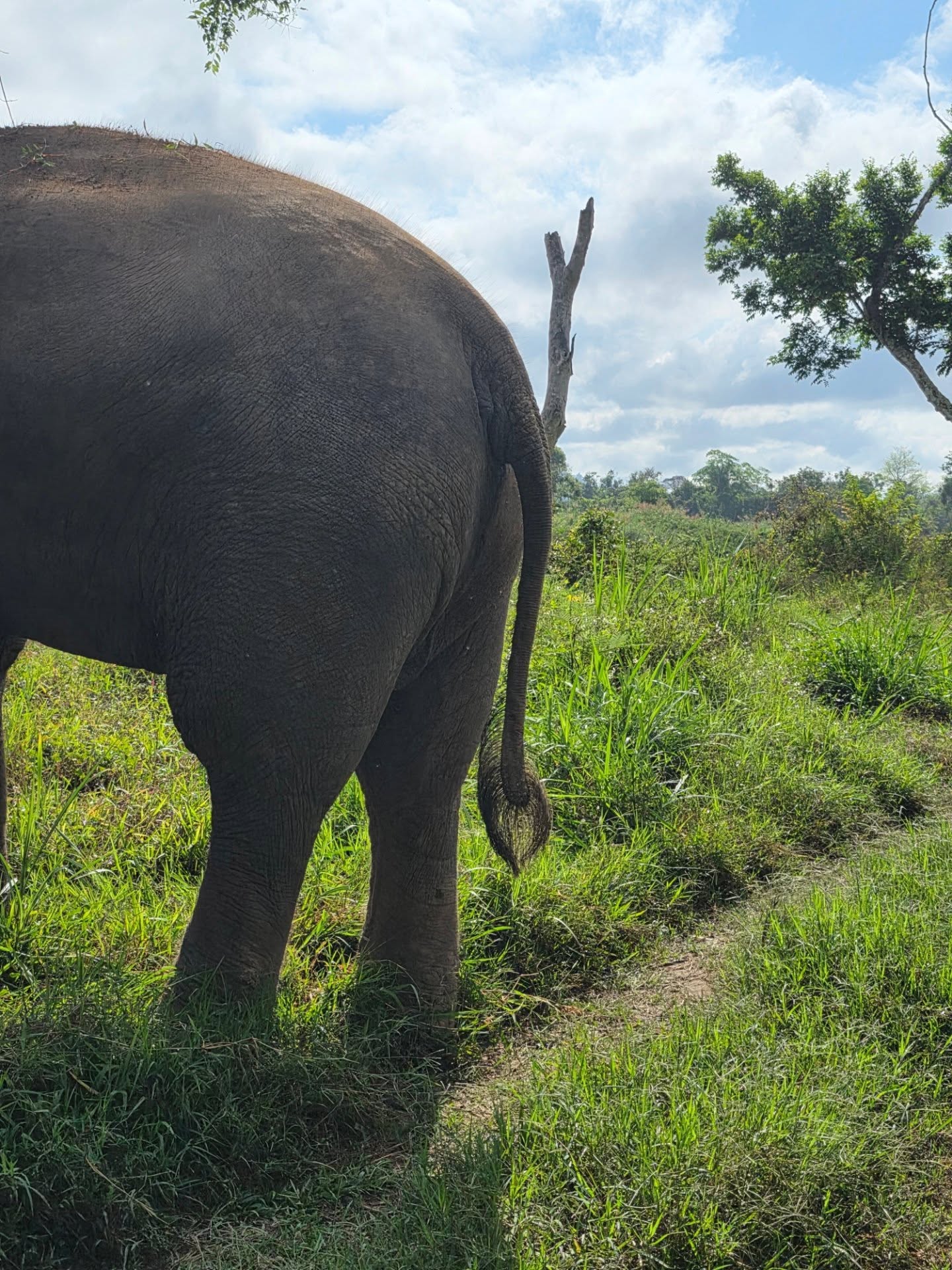 คริส หอวัง