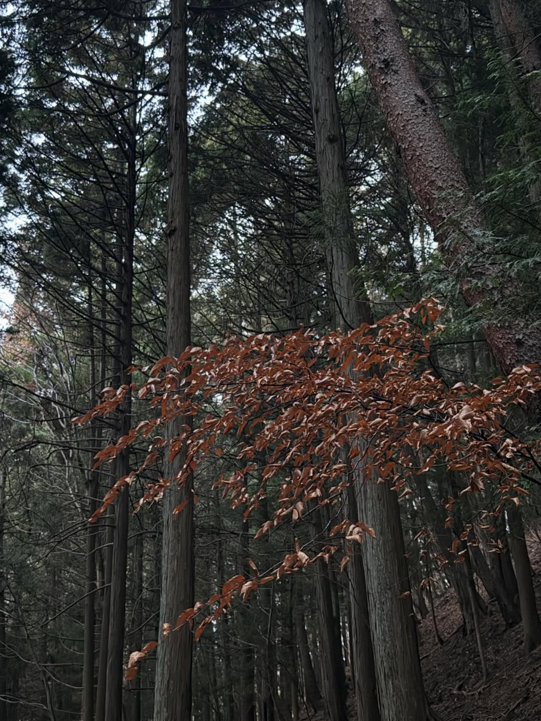 เฟิร์น - นพจิรา ฤกษ์ขจรนามกุล