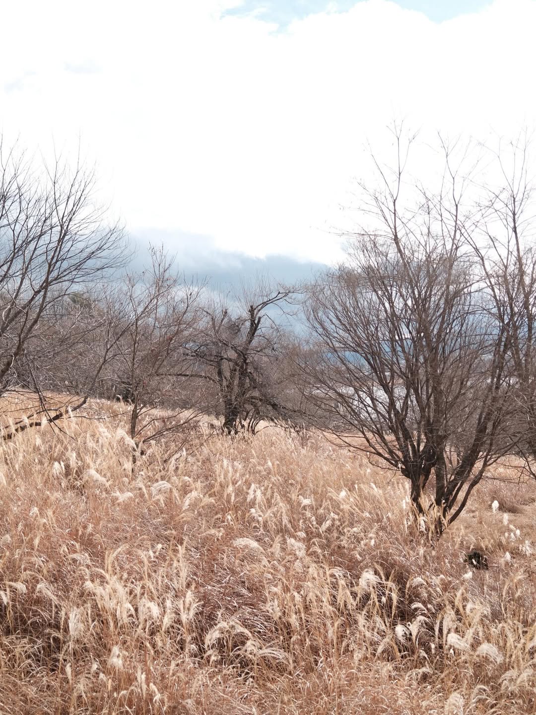 เฟิร์น - นพจิรา ฤกษ์ขจรนามกุล