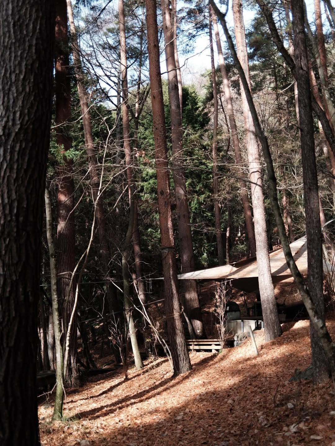 เฟิร์น - นพจิรา ฤกษ์ขจรนามกุล