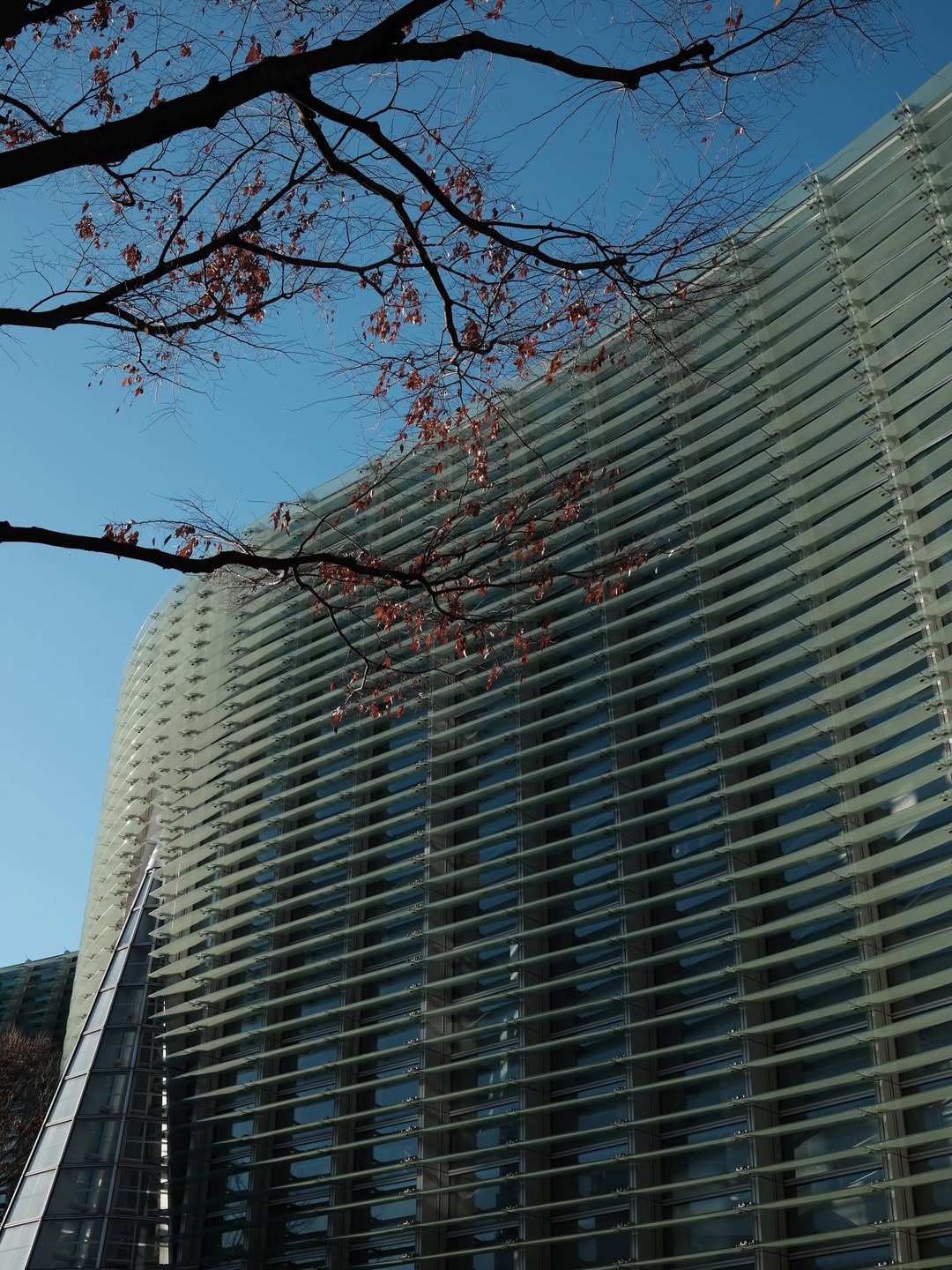 เฟิร์น - นพจิรา ฤกษ์ขจรนามกุล