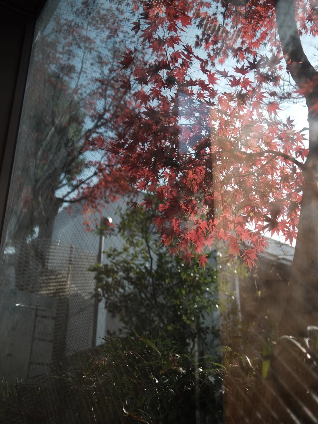 เฟิร์น - นพจิรา ฤกษ์ขจรนามกุล