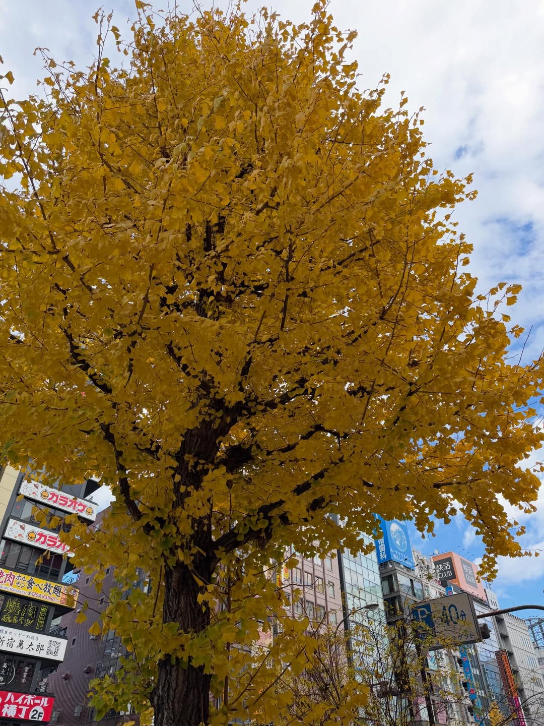 เฟิร์น - นพจิรา ฤกษ์ขจรนามกุล