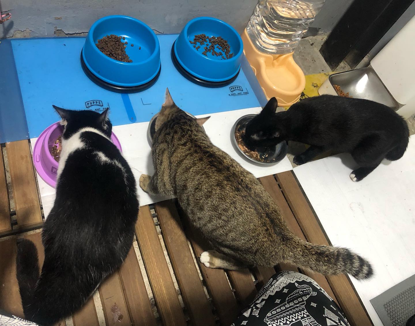 พล่ากุ้ง - วรชาติ ธรรมวิจินต์