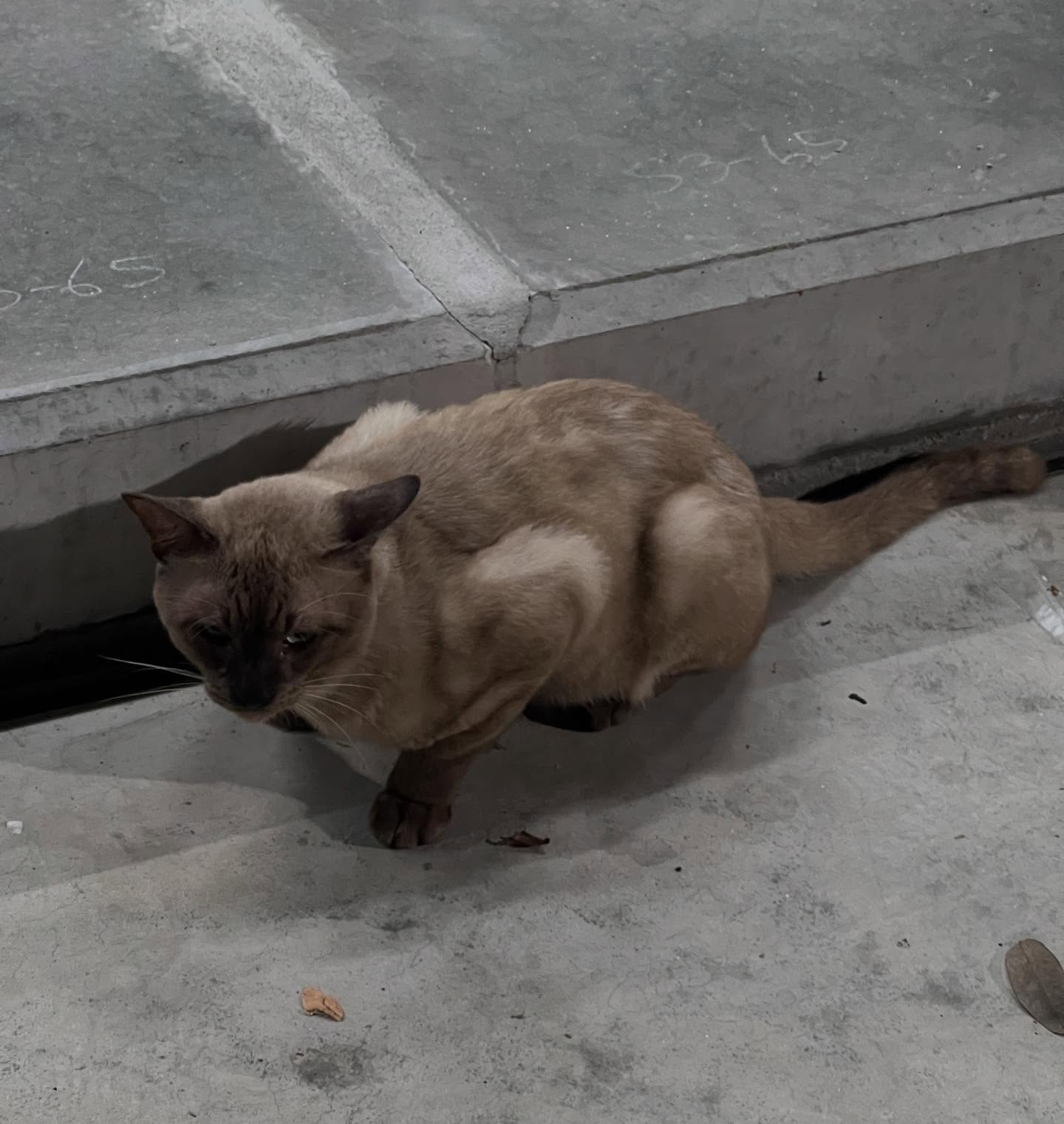 พล่ากุ้ง - วรชาติ ธรรมวิจินต์