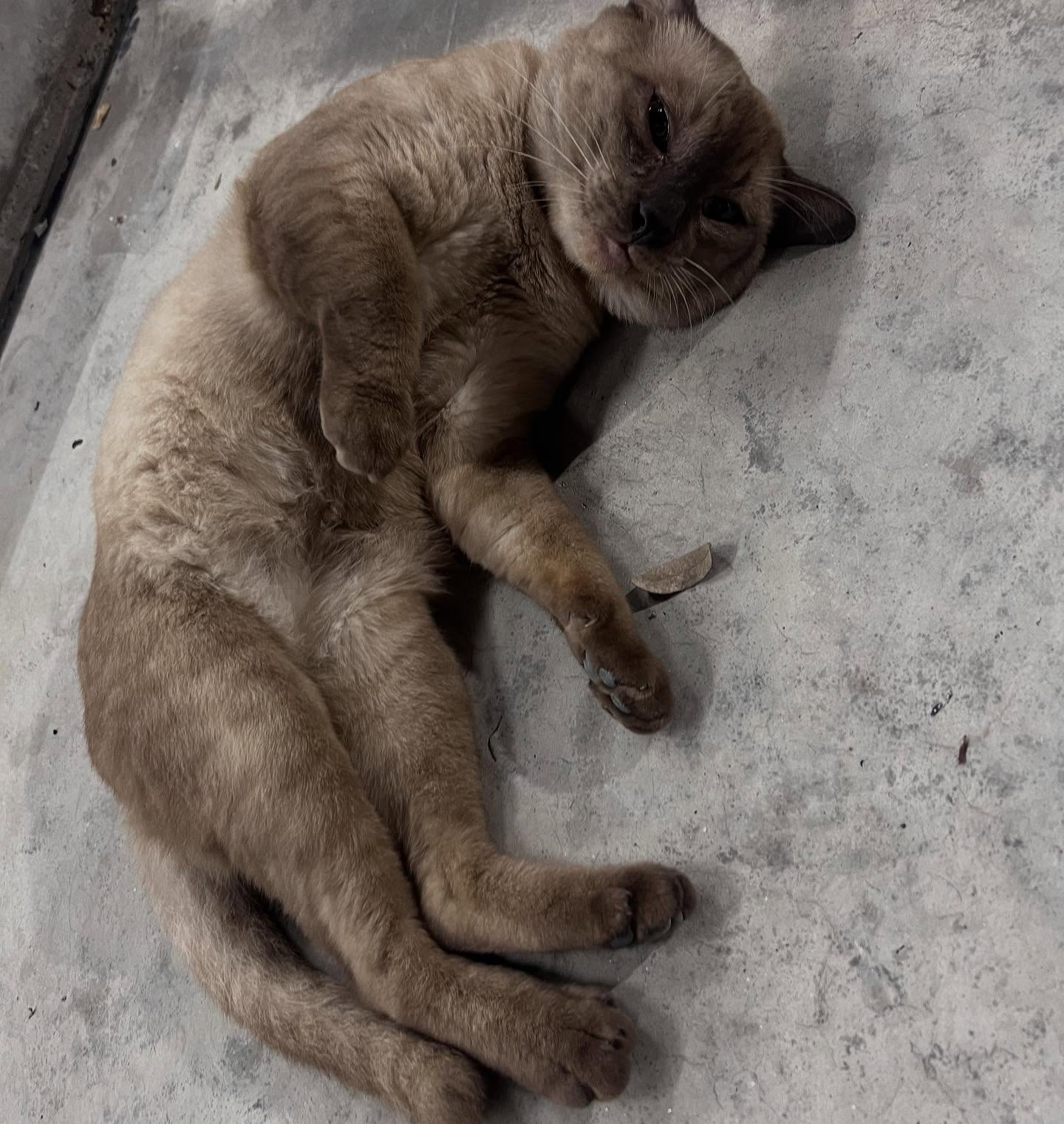 พล่ากุ้ง - วรชาติ ธรรมวิจินต์