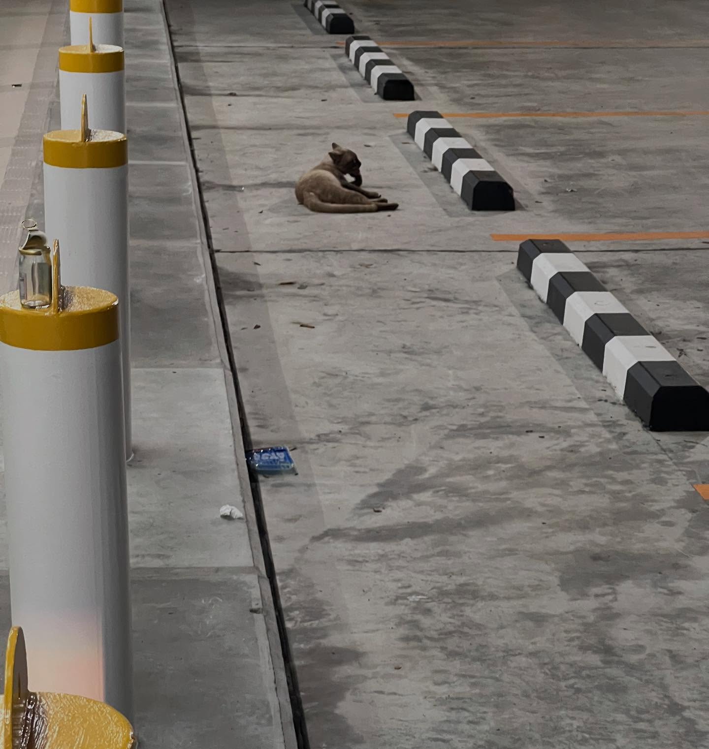 พล่ากุ้ง - วรชาติ ธรรมวิจินต์