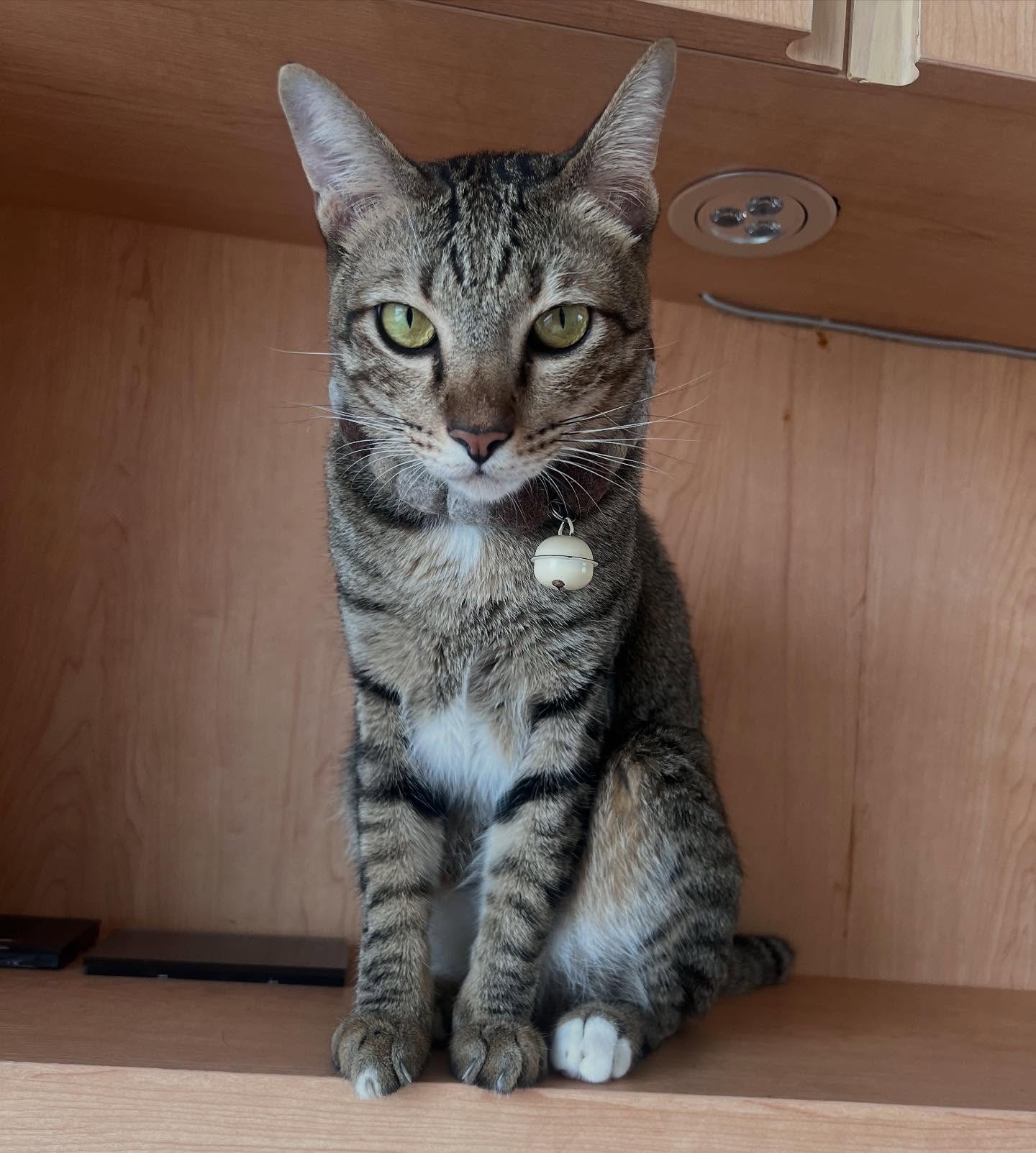 พล่ากุ้ง - วรชาติ ธรรมวิจินต์