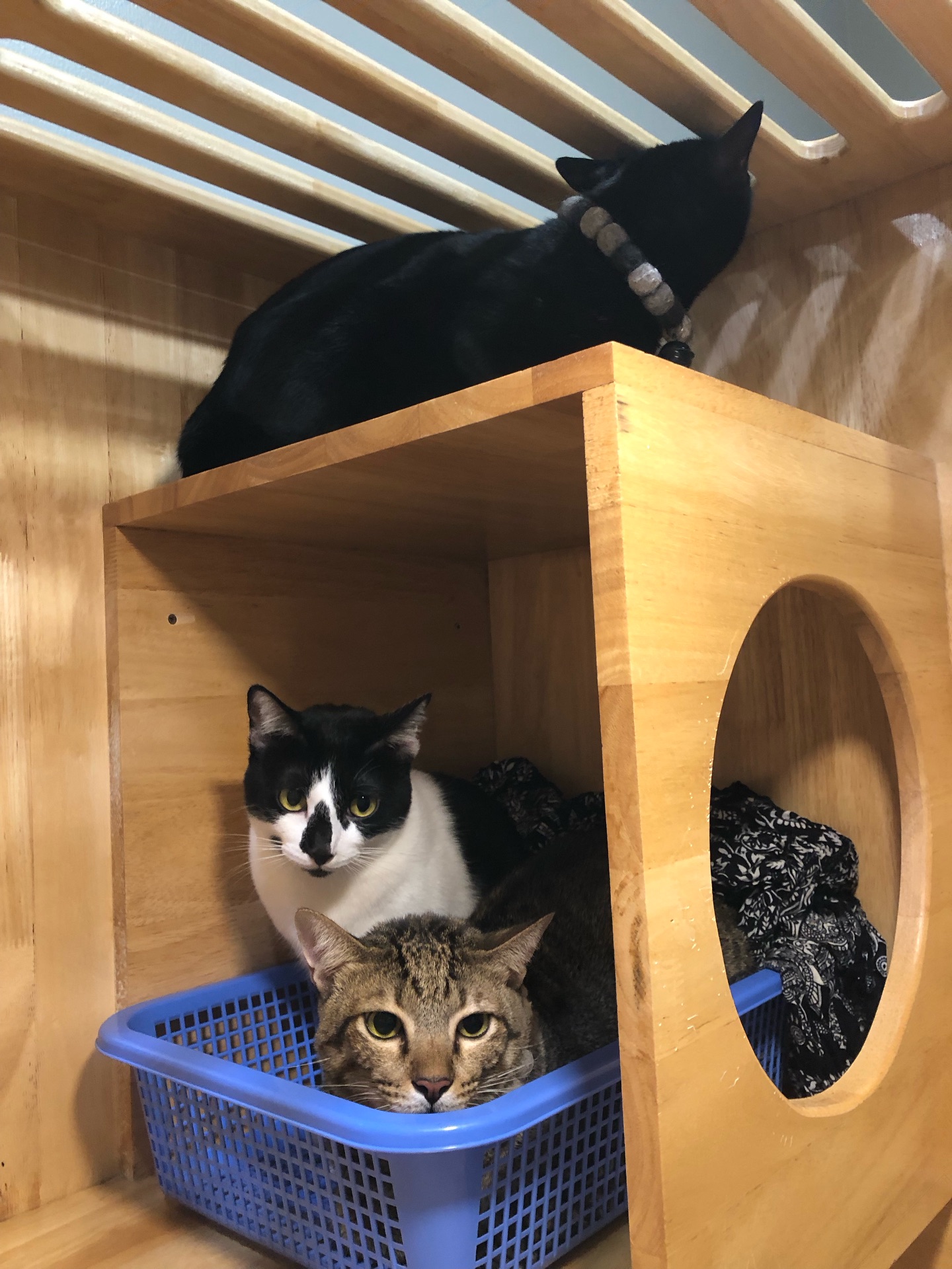 พล่ากุ้ง - วรชาติ ธรรมวิจินต์