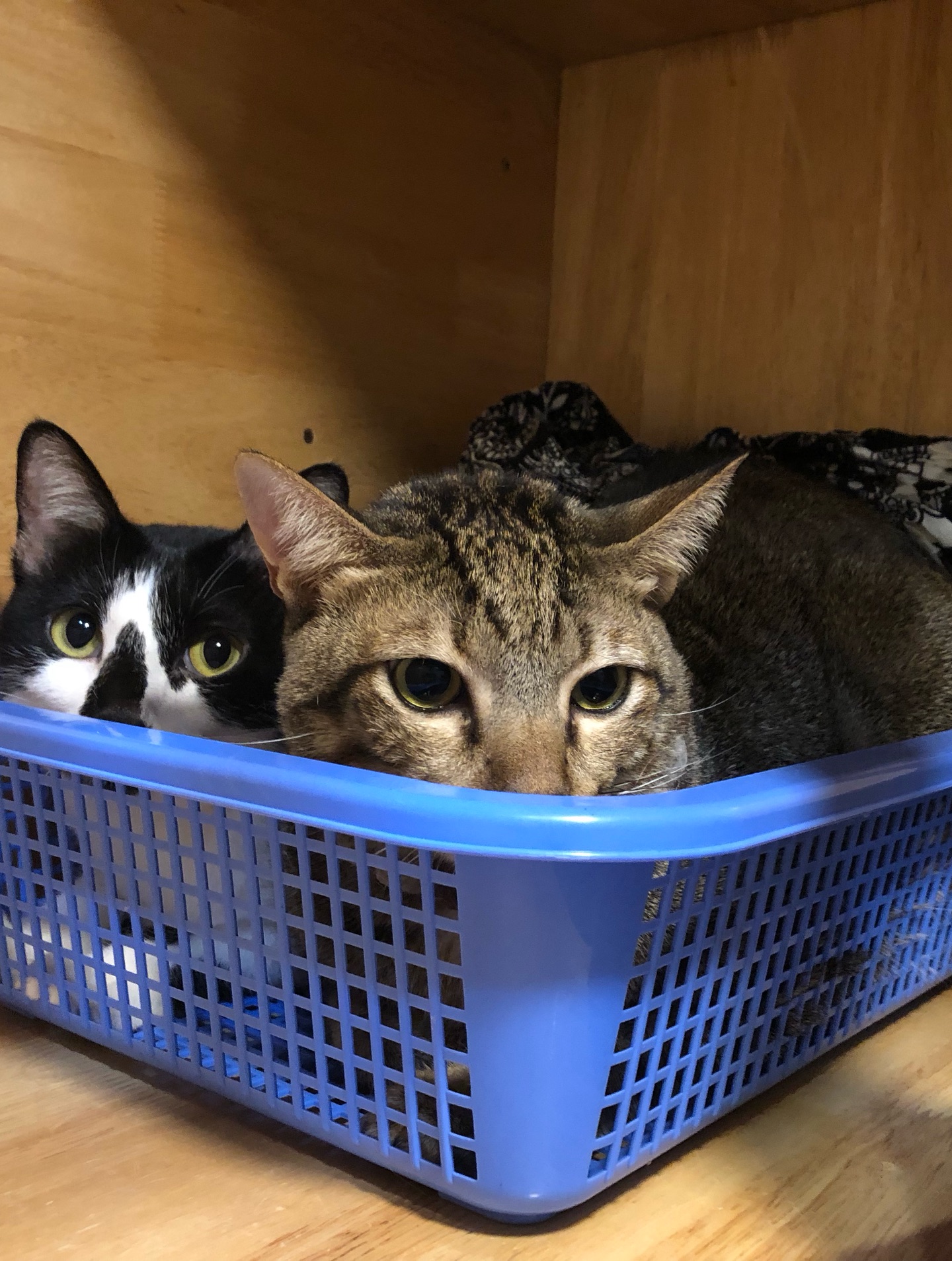 พล่ากุ้ง - วรชาติ ธรรมวิจินต์