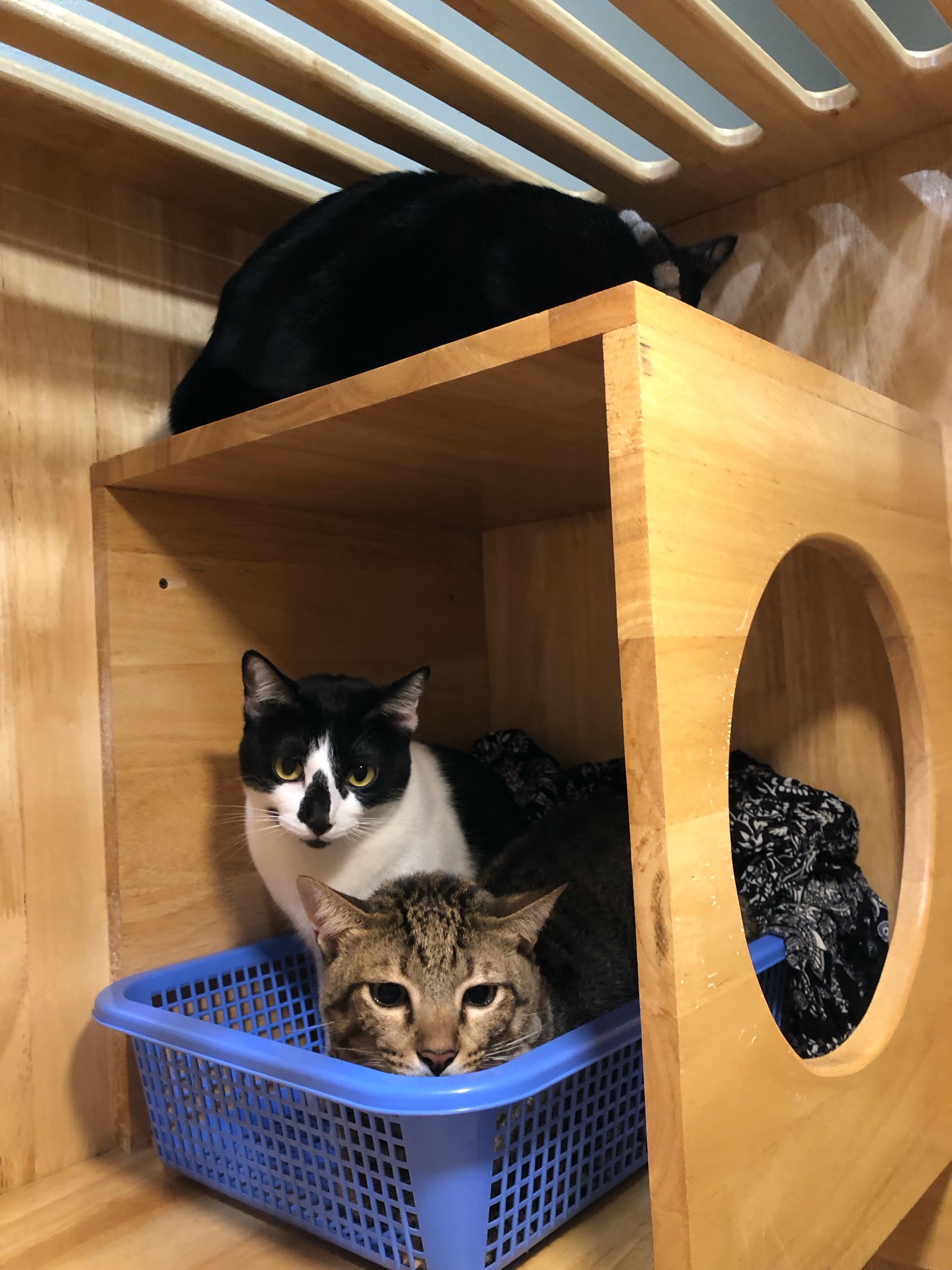 พล่ากุ้ง - วรชาติ ธรรมวิจินต์