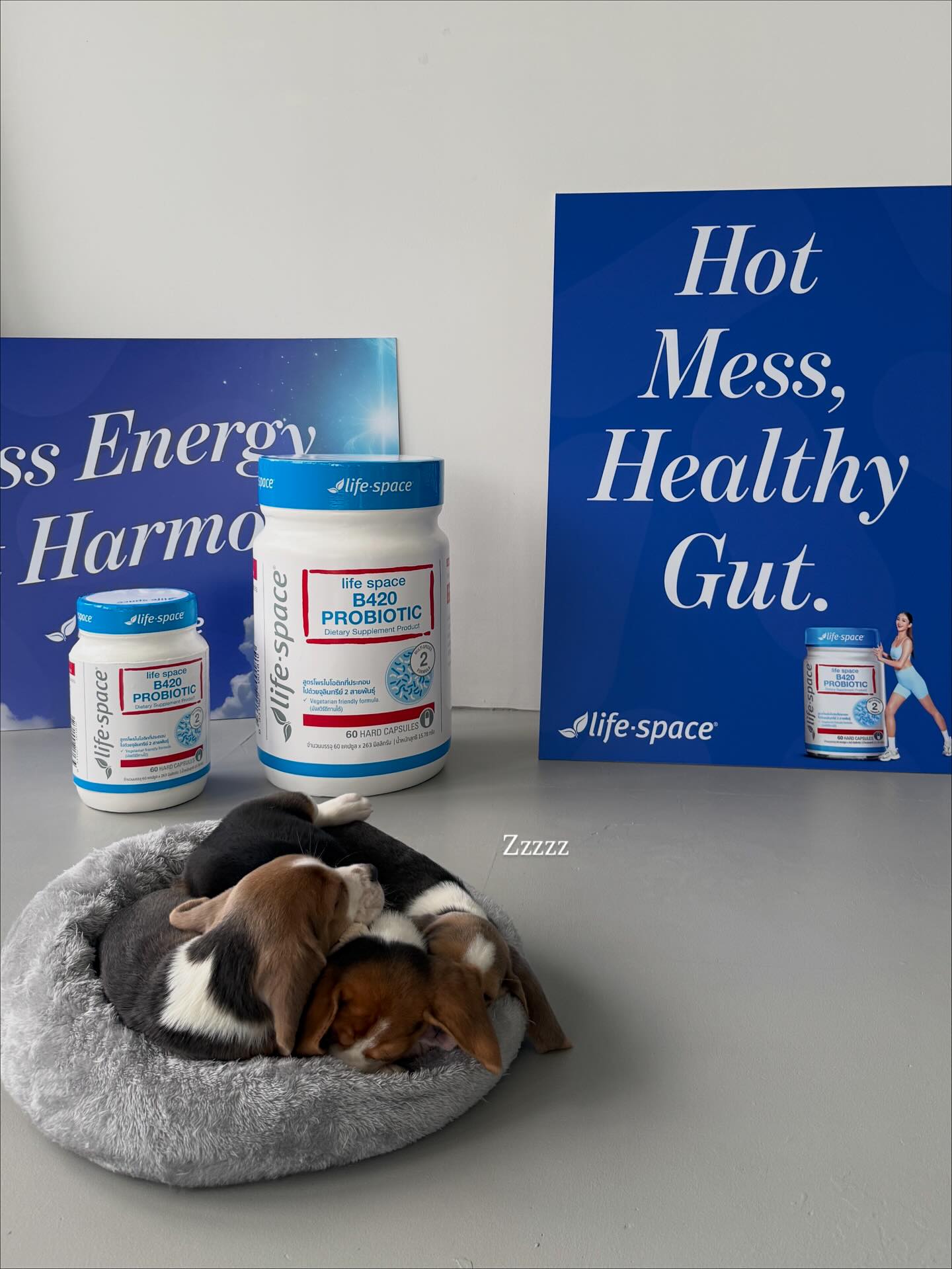 โยเกิร์ต - ณัฐฐชาช์ บุญประชม