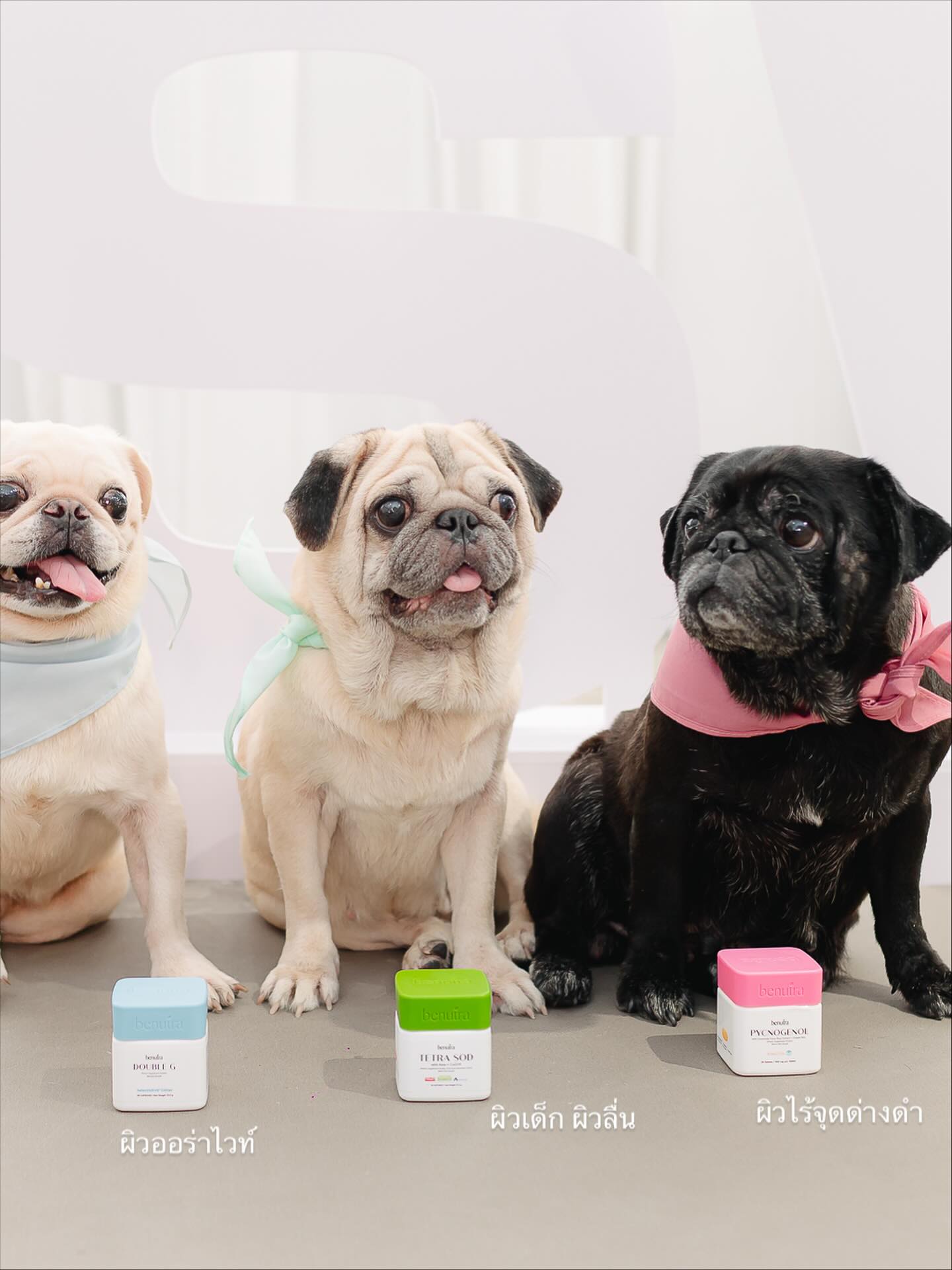 โยเกิร์ต - ณัฐฐชาช์ บุญประชม