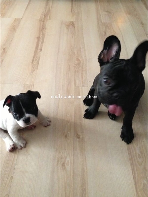 โยเกิร์ต - ณัฐฐชาช์ บุญประชม