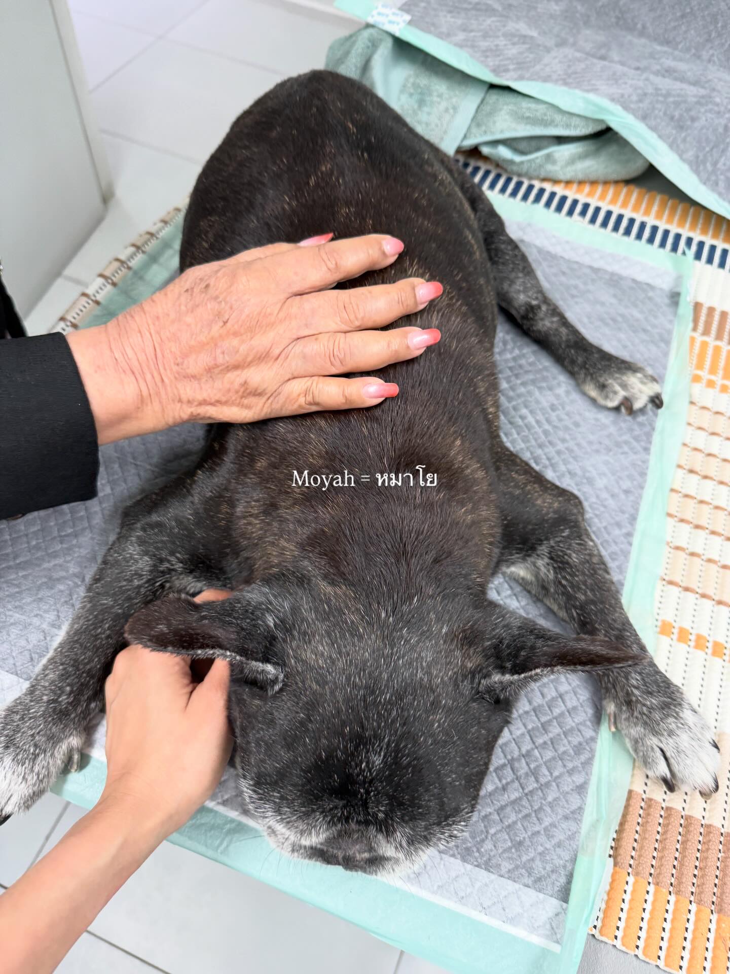 โยเกิร์ต - ณัฐฐชาช์ บุญประชม