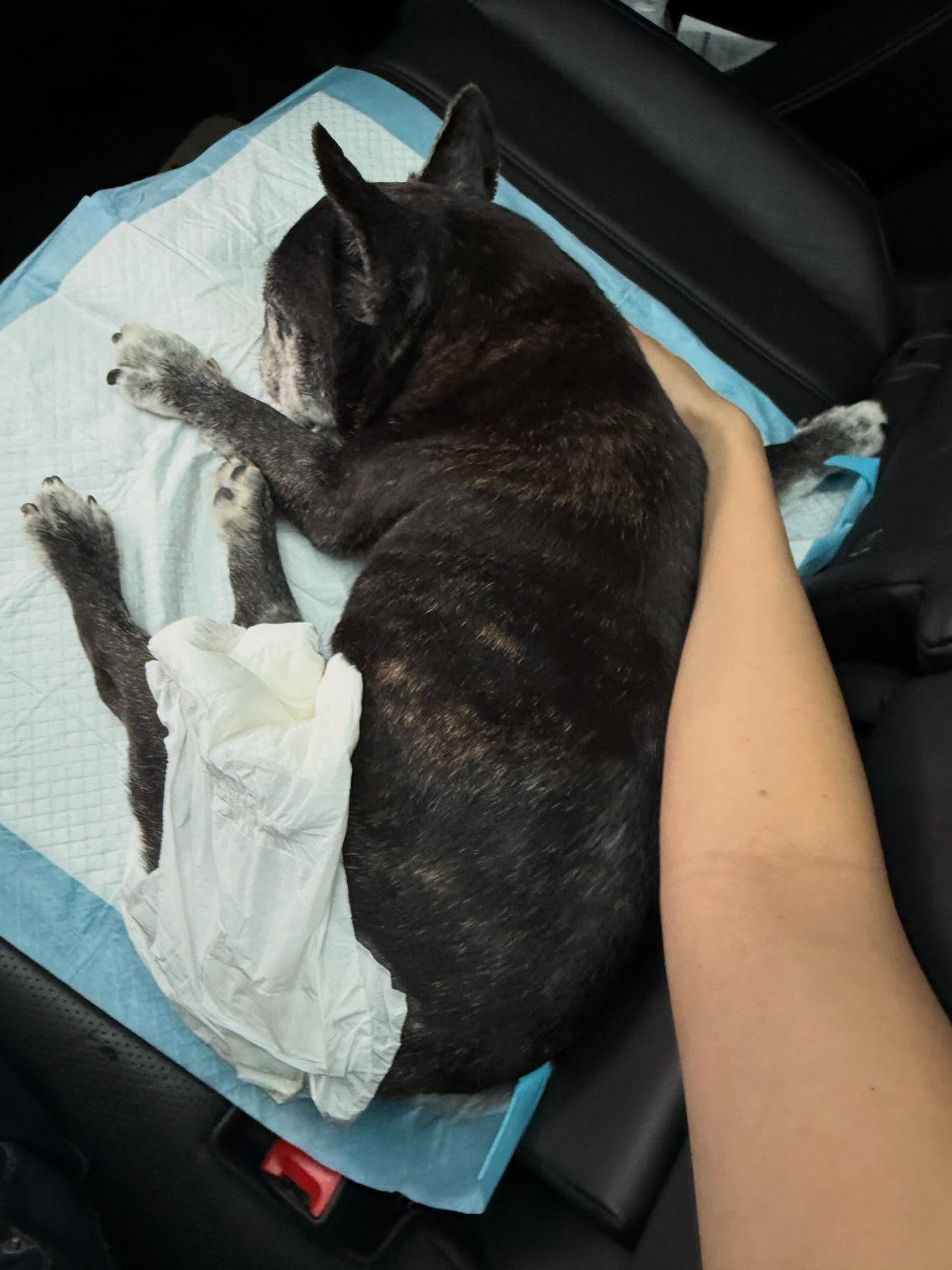 โยเกิร์ต - ณัฐฐชาช์ บุญประชม