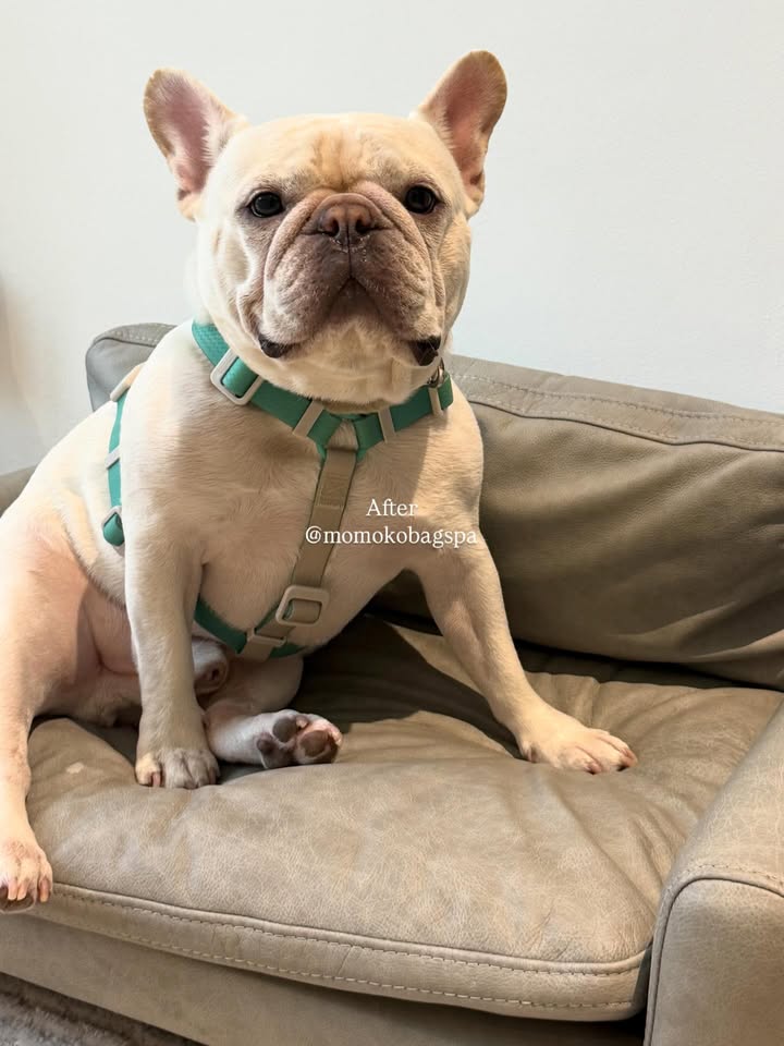 โยเกิร์ต - ณัฐฐชาช์ บุญประชม