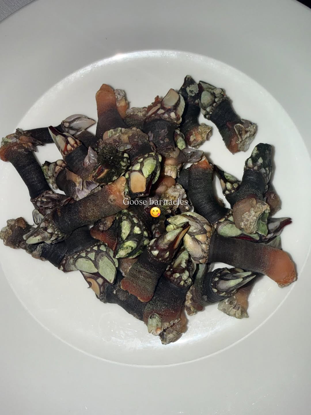 โยเกิร์ต - ณัฐฐชาช์ บุญประชม