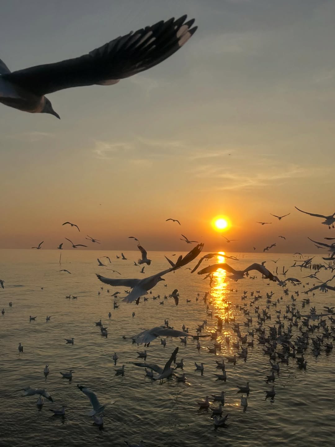 เจนนี่ ปาหนัน