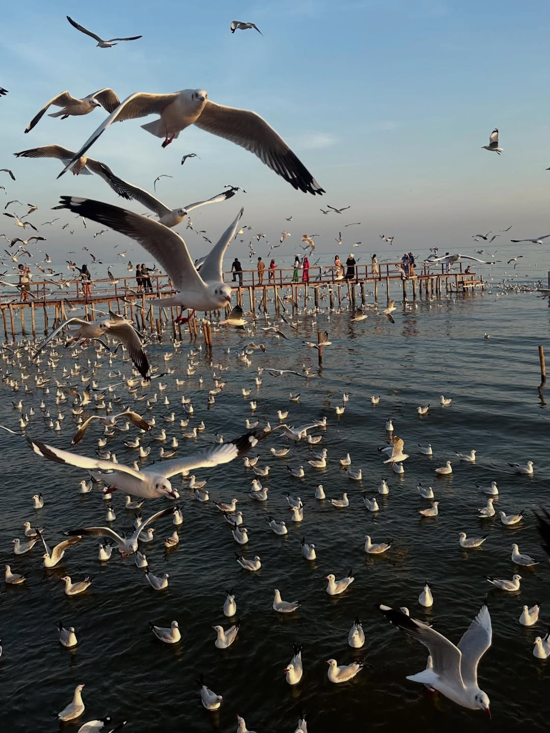 เจนนี่ ปาหนัน