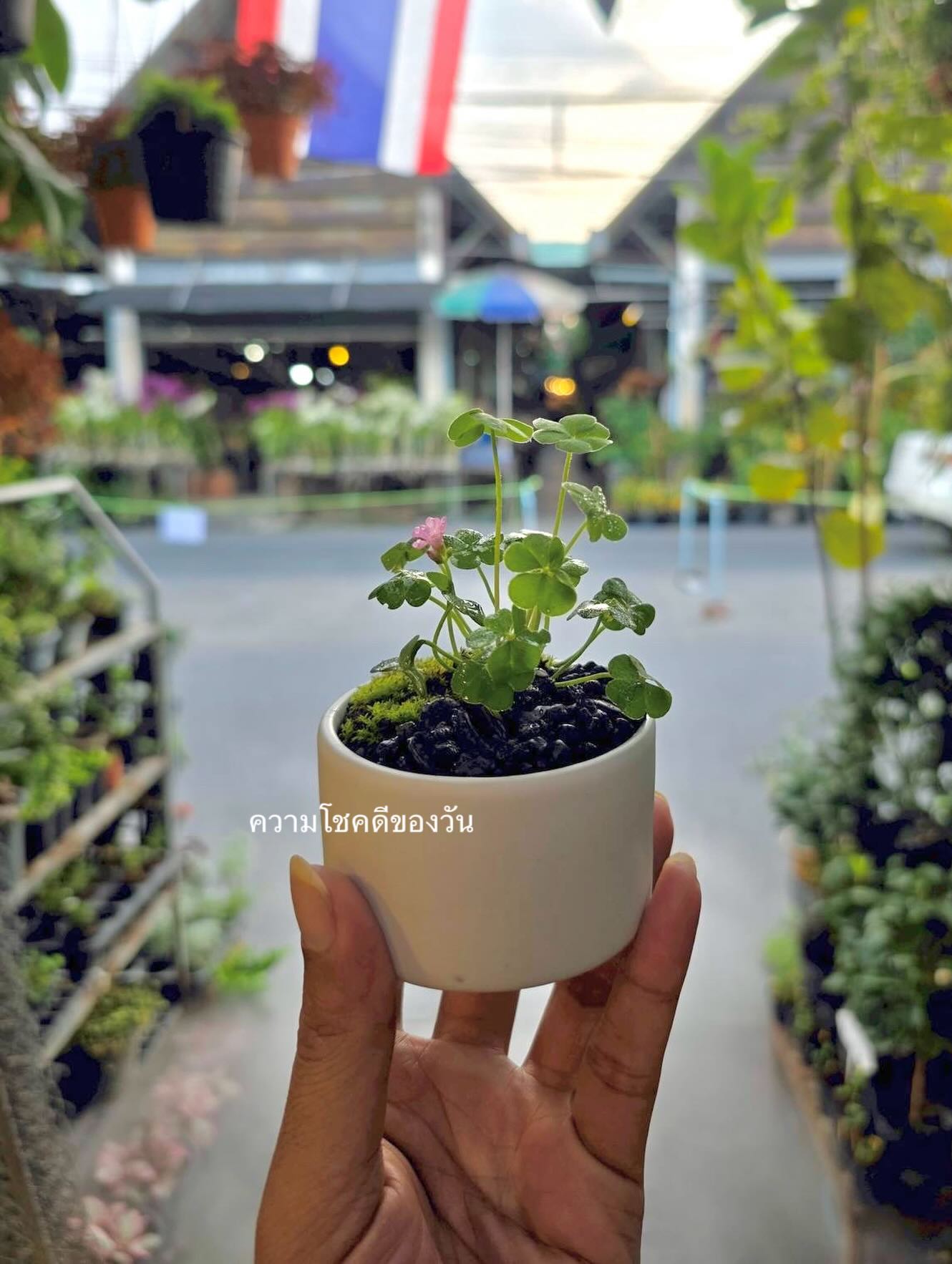 เจนนี่ ปาหนัน