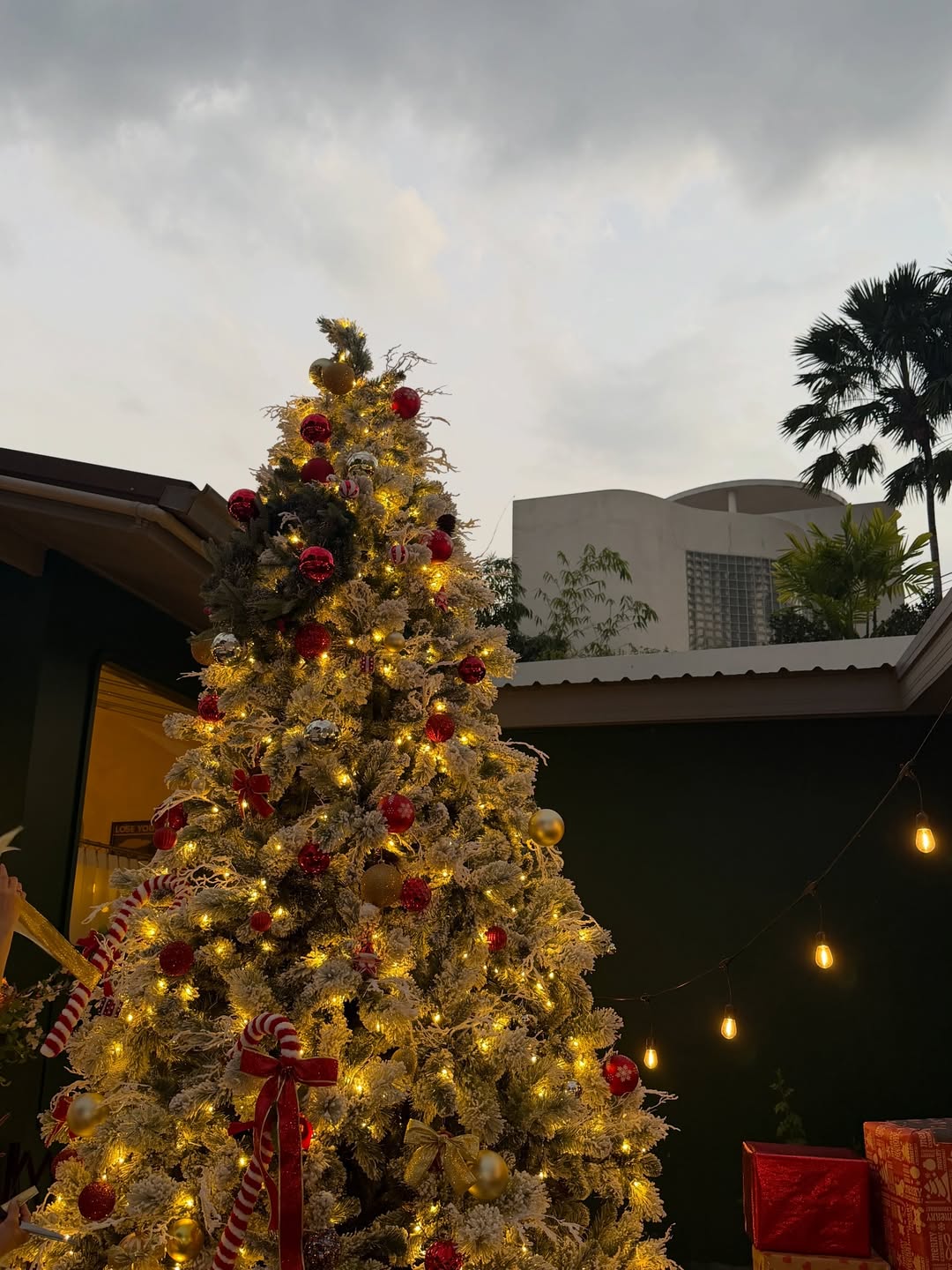 ลูกหมี - ปัญญาพัชร วังพงศ์สถาพร