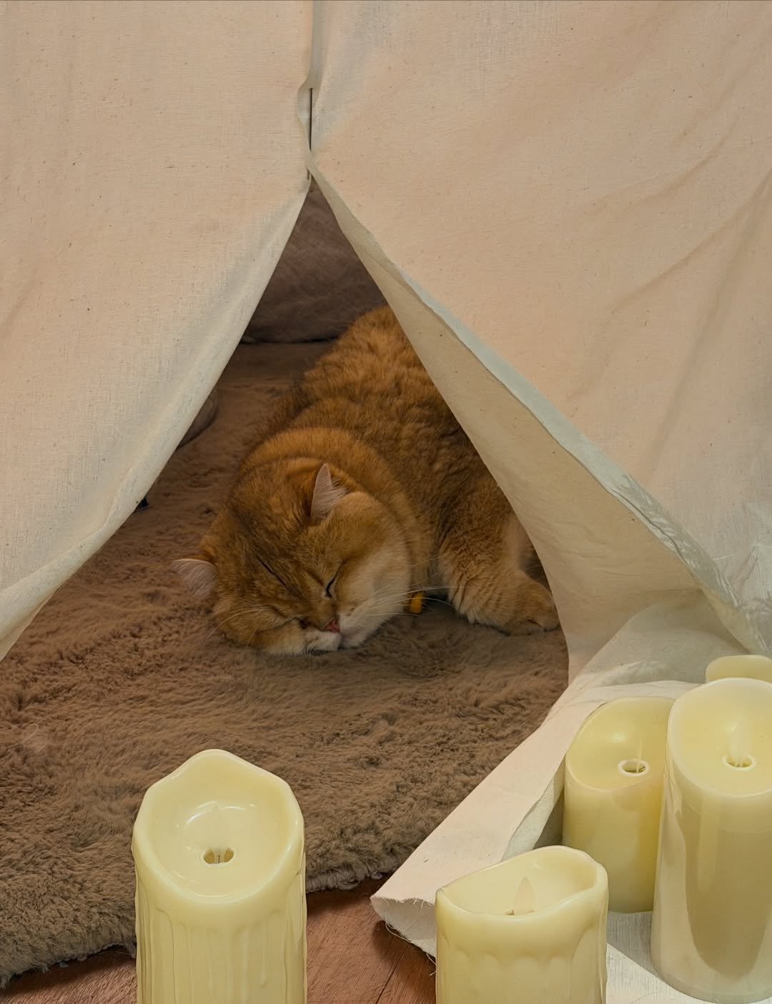 ลูกหมี - ปัญญาพัชร วังพงศ์สถาพร