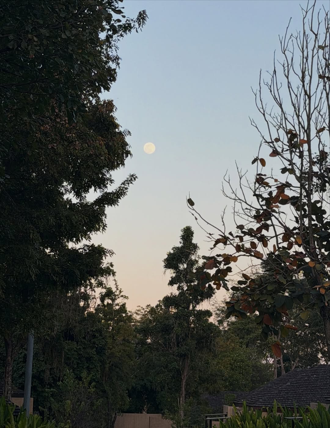 ลูกหมี - ปัญญาพัชร วังพงศ์สถาพร