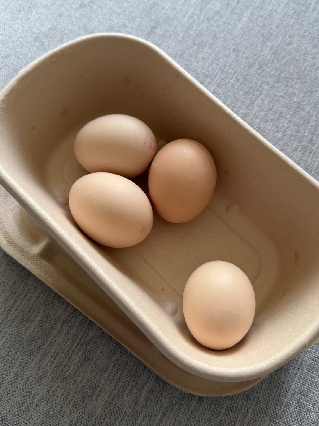 ลูกหมี - ปัญญาพัชร วังพงศ์สถาพร