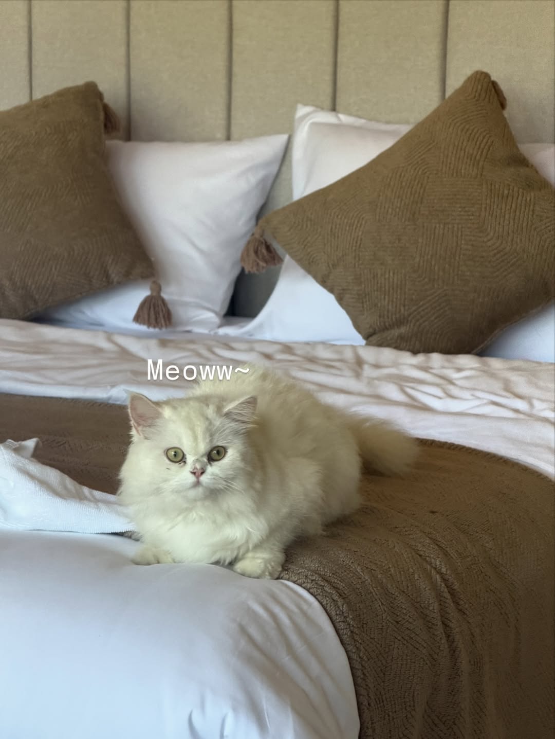 ลูกหมี - ปัญญาพัชร วังพงศ์สถาพร