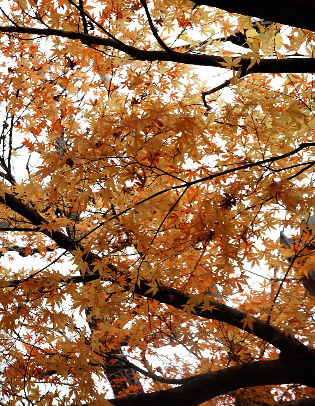 เป้ย - ปานวาด เหมมณี