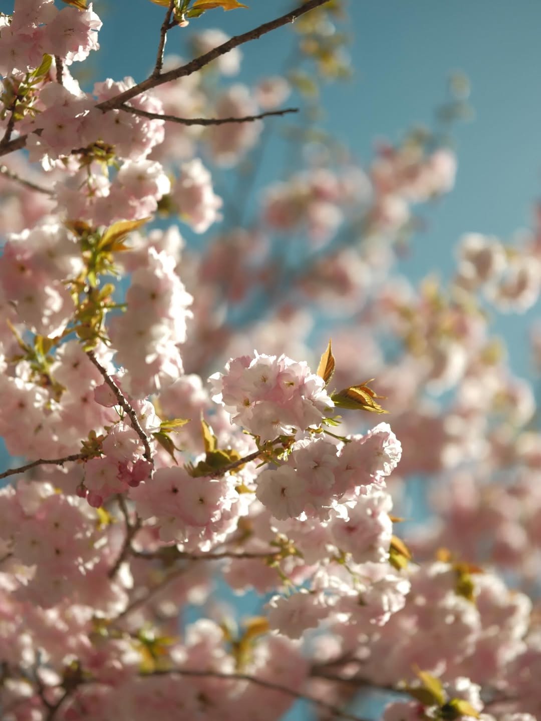 เป้ย - ปานวาด เหมมณี