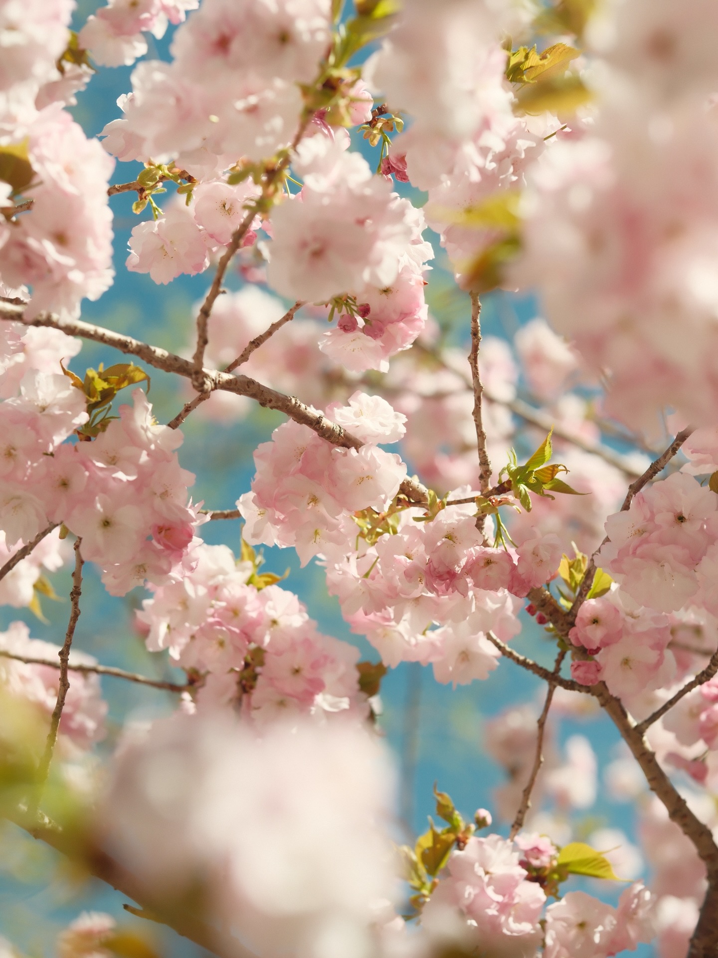 เป้ย - ปานวาด เหมมณี