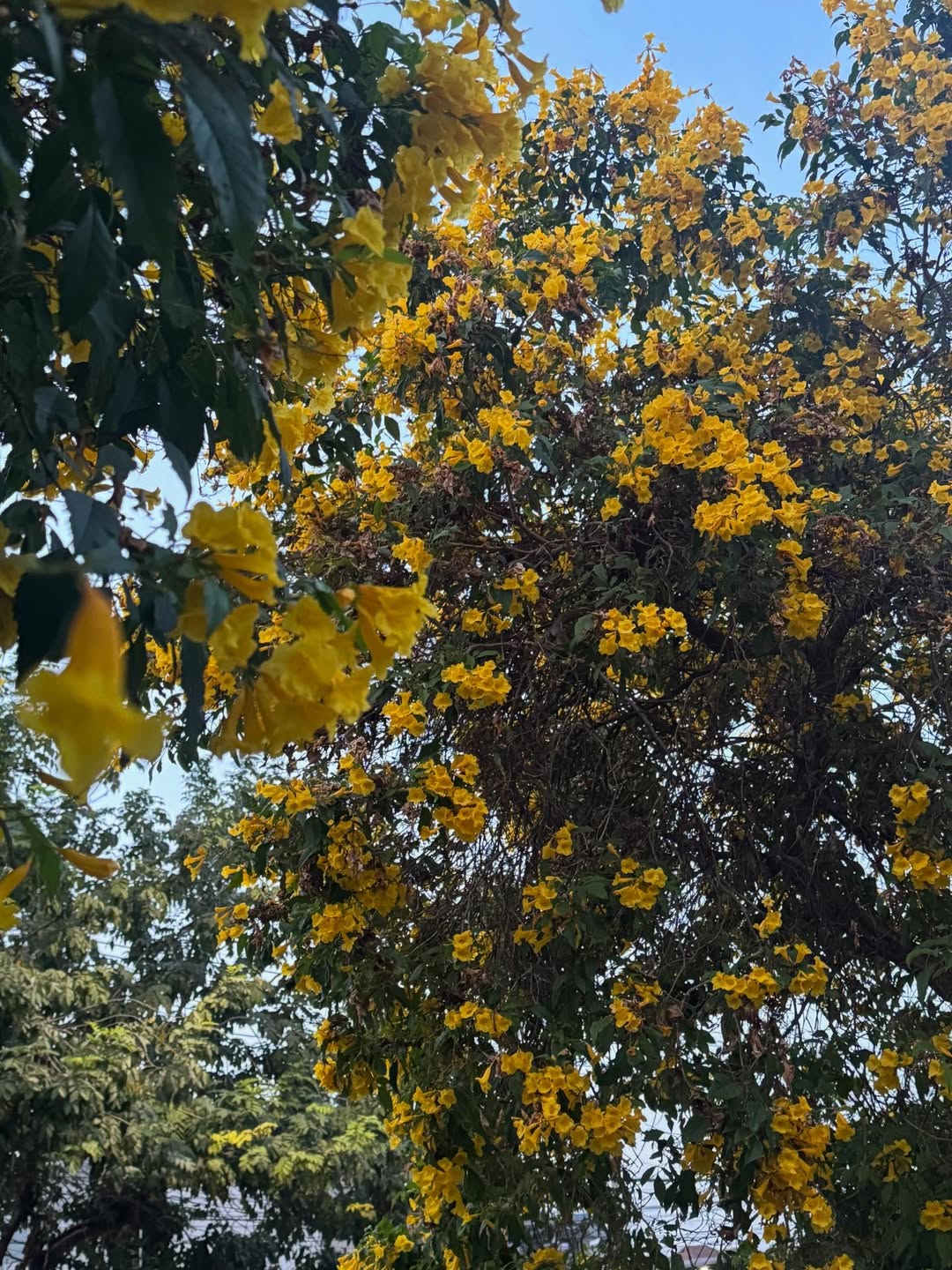 ต้นน้ำ - เปี่ยมชล ดำรงสุนทรชัย