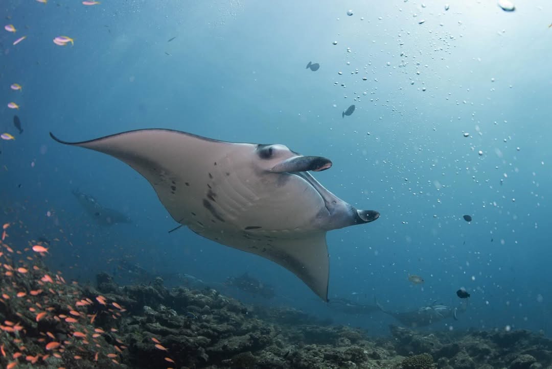 ต้นน้ำ - เปี่ยมชล ดำรงสุนทรชัย