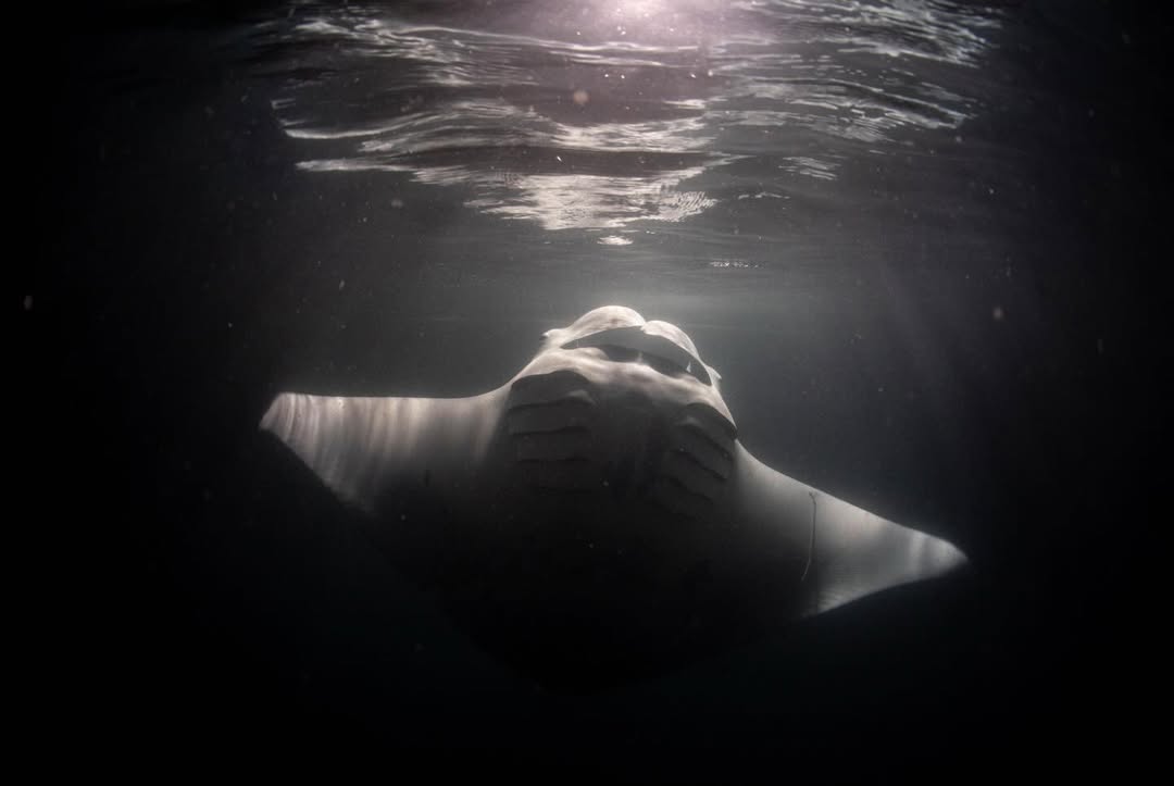 ต้นน้ำ - เปี่ยมชล ดำรงสุนทรชัย