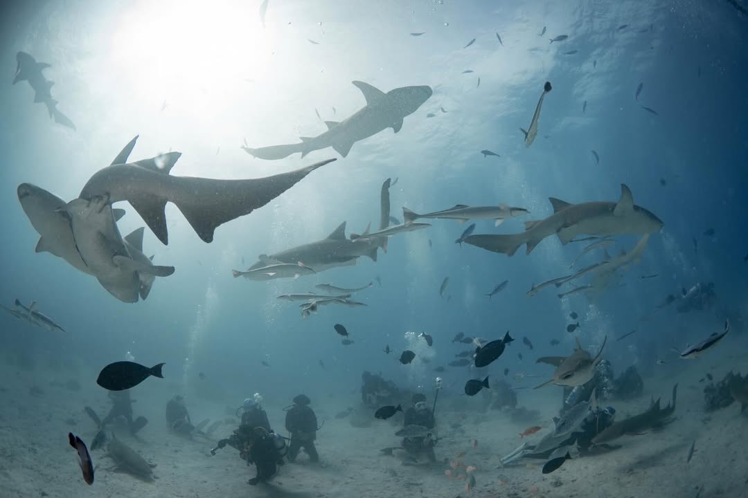 ต้นน้ำ - เปี่ยมชล ดำรงสุนทรชัย