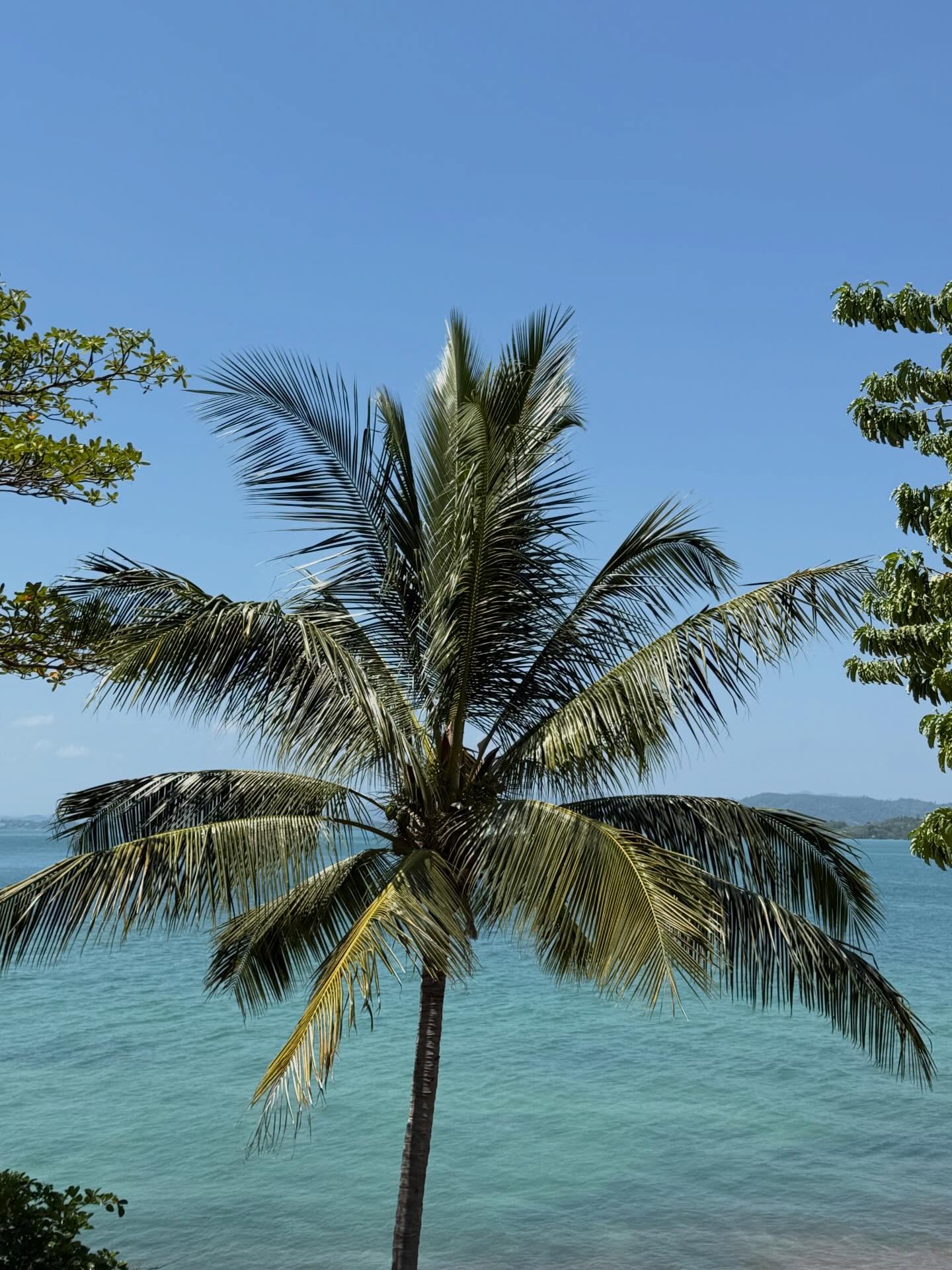 อแมนด้า ชาลิสา ออบดัม 