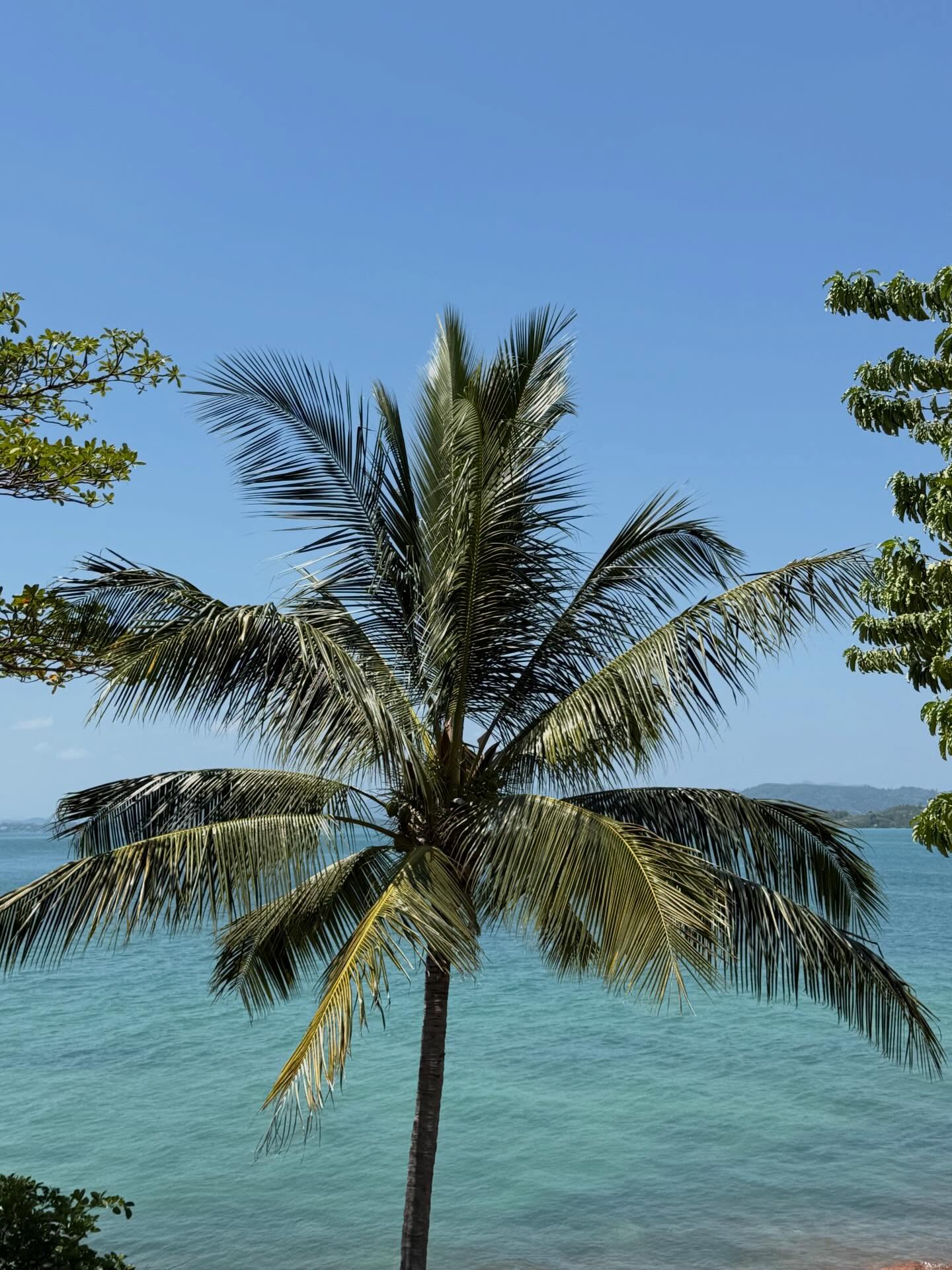 อแมนด้า ชาลิสา ออบดัม 