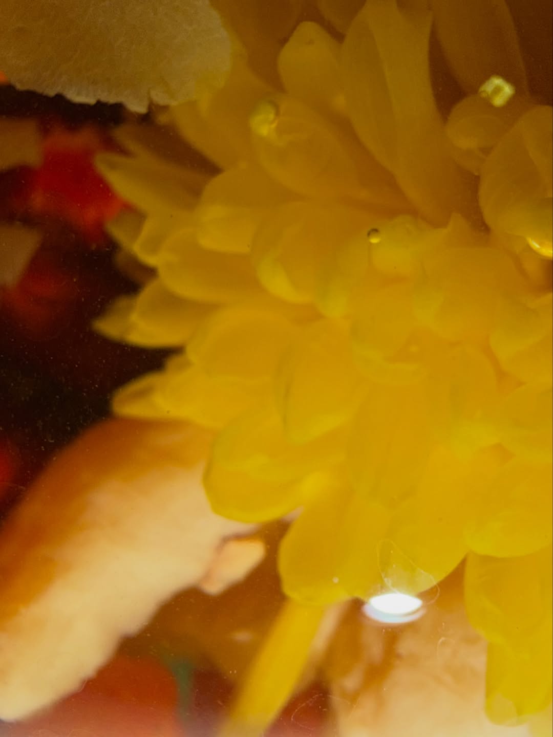 ปอร์เช่ - ศิวกร อดุลสุทธิกุล