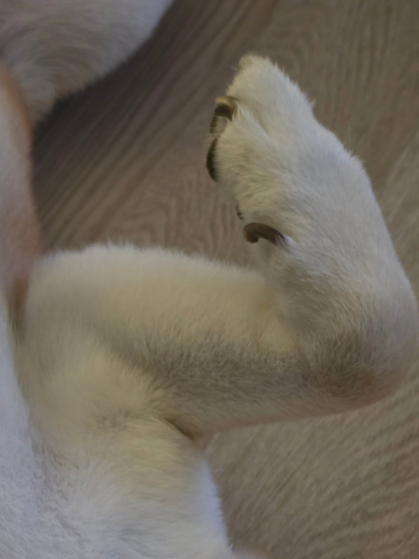 หยิ่น - อานันท์ ว่อง