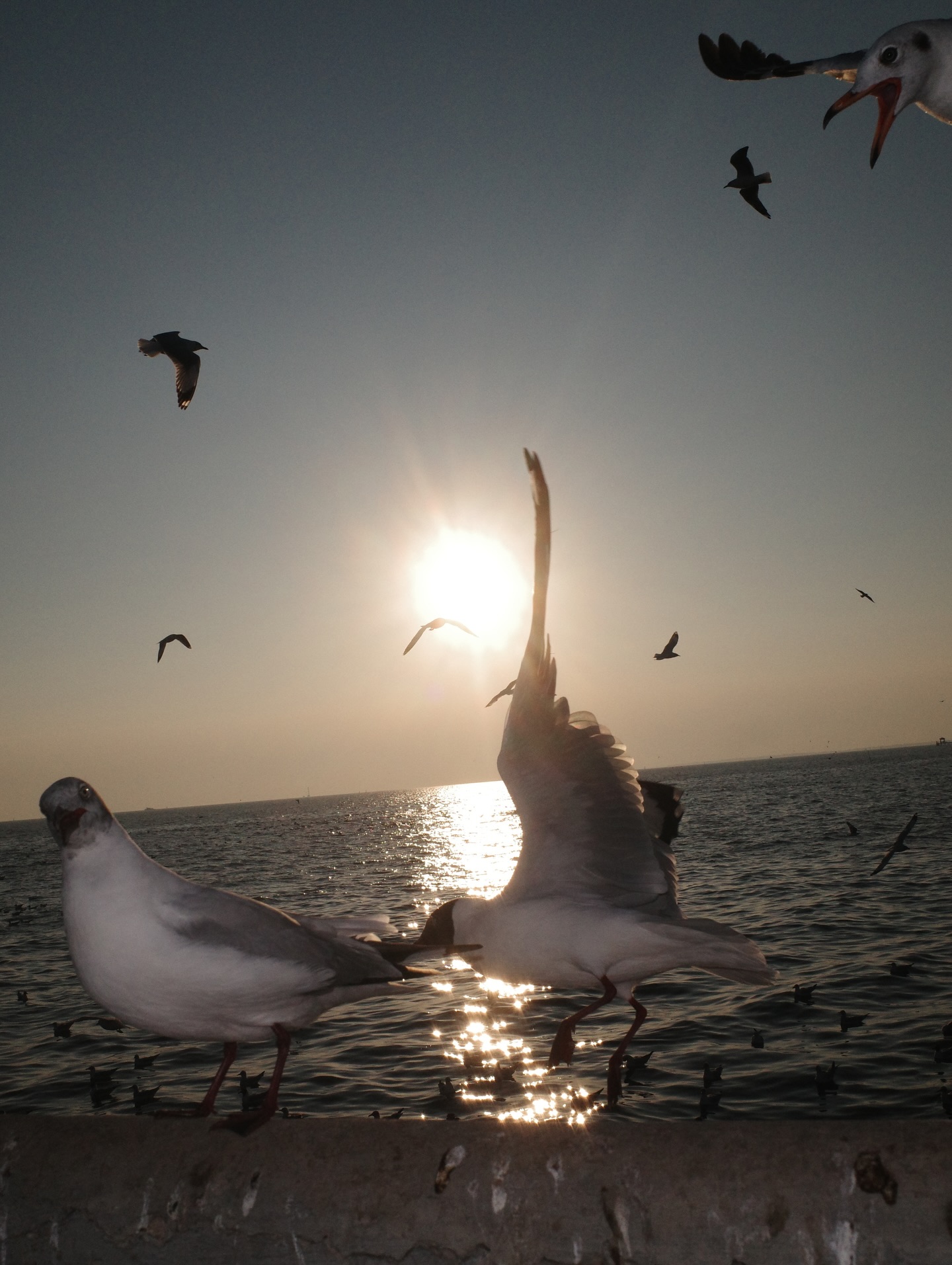 ปอนด์ - พลวิชญ์ เกตุประภากร