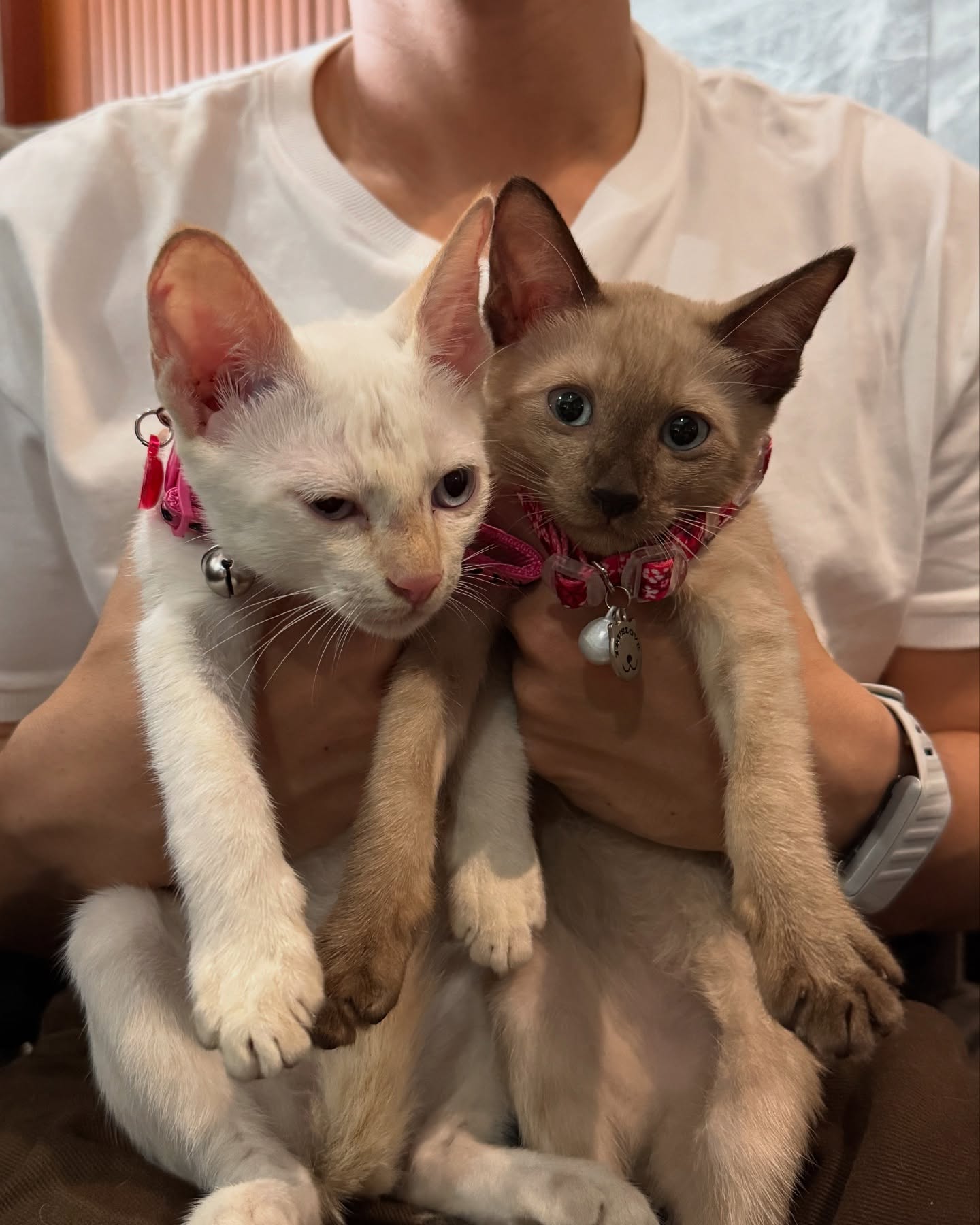 บี๊บ - ศิรสัณห์ หอวิจิตร